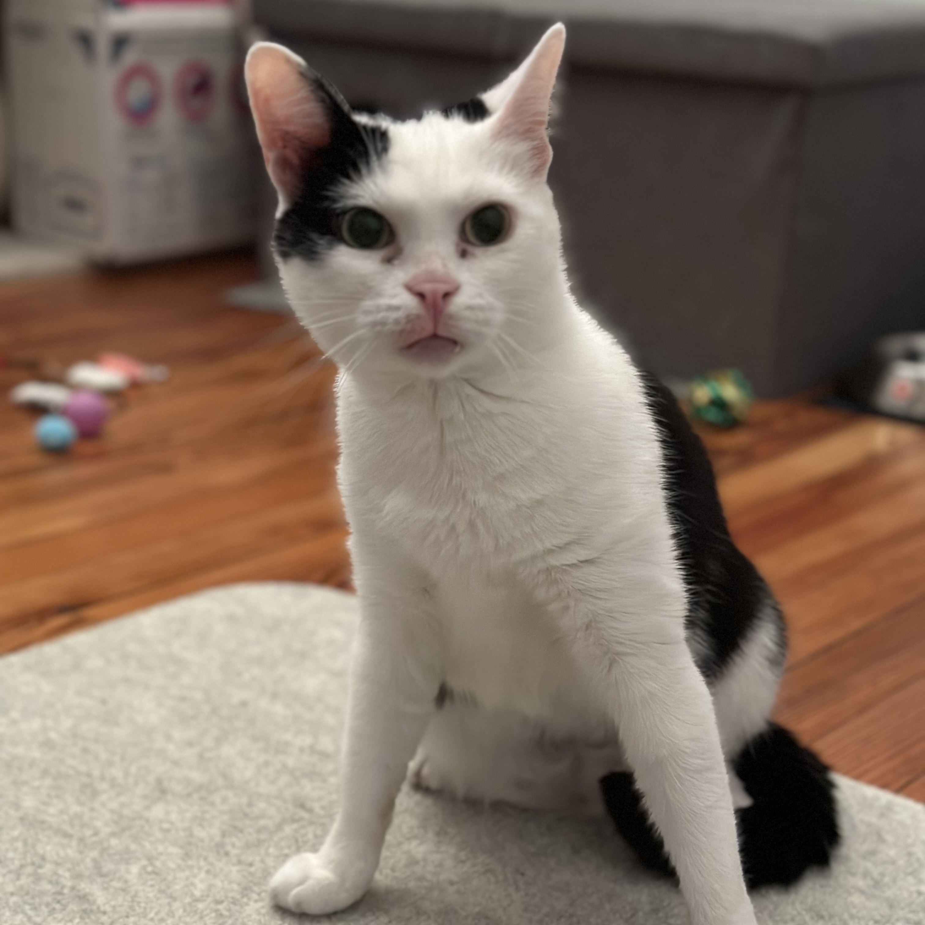 Kuddly Kat: Cerebellar Hypoplasia Cutie Seeking a Calm Home, a Adoptable Domestic Short Hair in New Haven, CT image 1/6