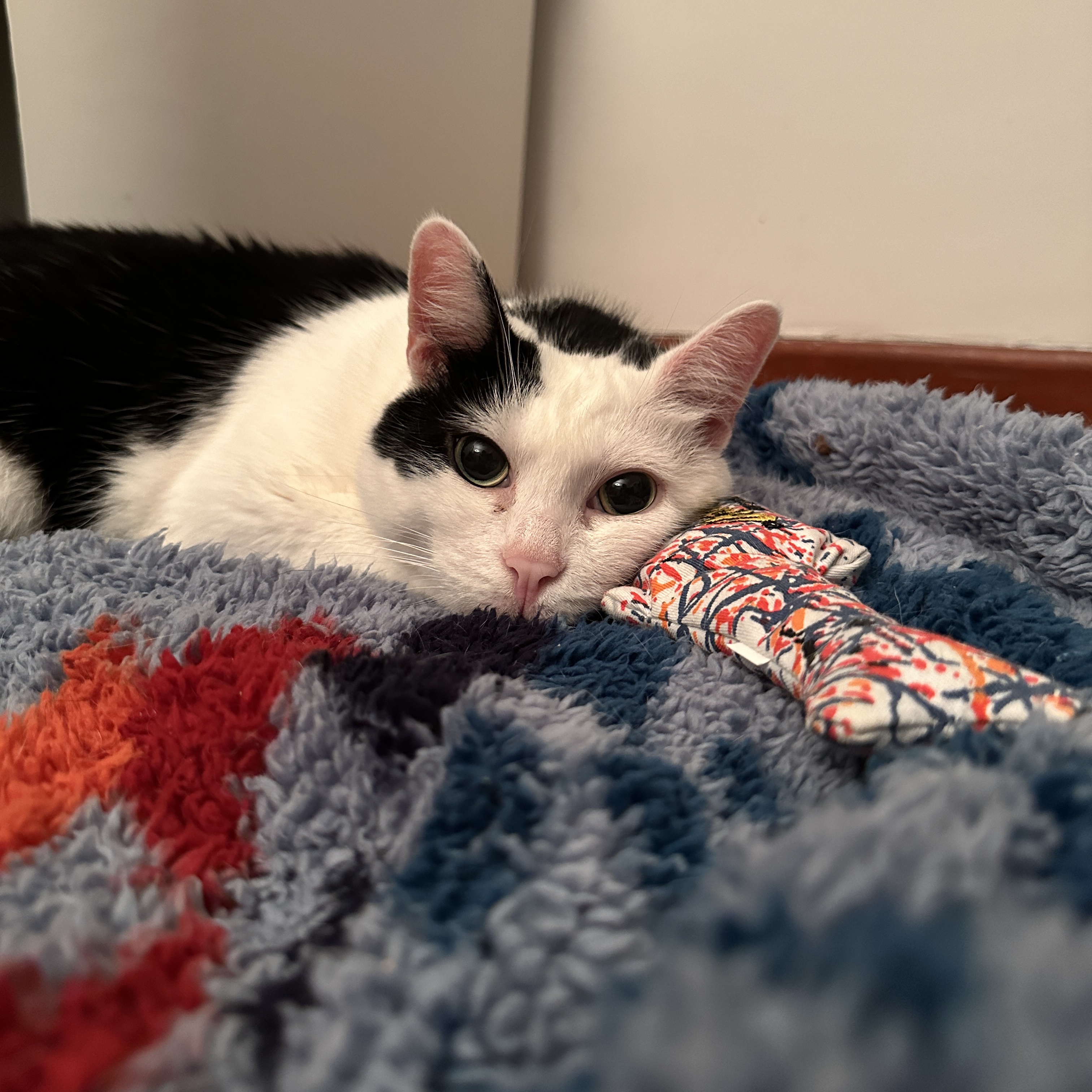 Kuddly Kat: Cerebellar Hypoplasia Cutie Seeking a Calm Home, a Adoptable Domestic Short Hair in New Haven, CT image 4/6