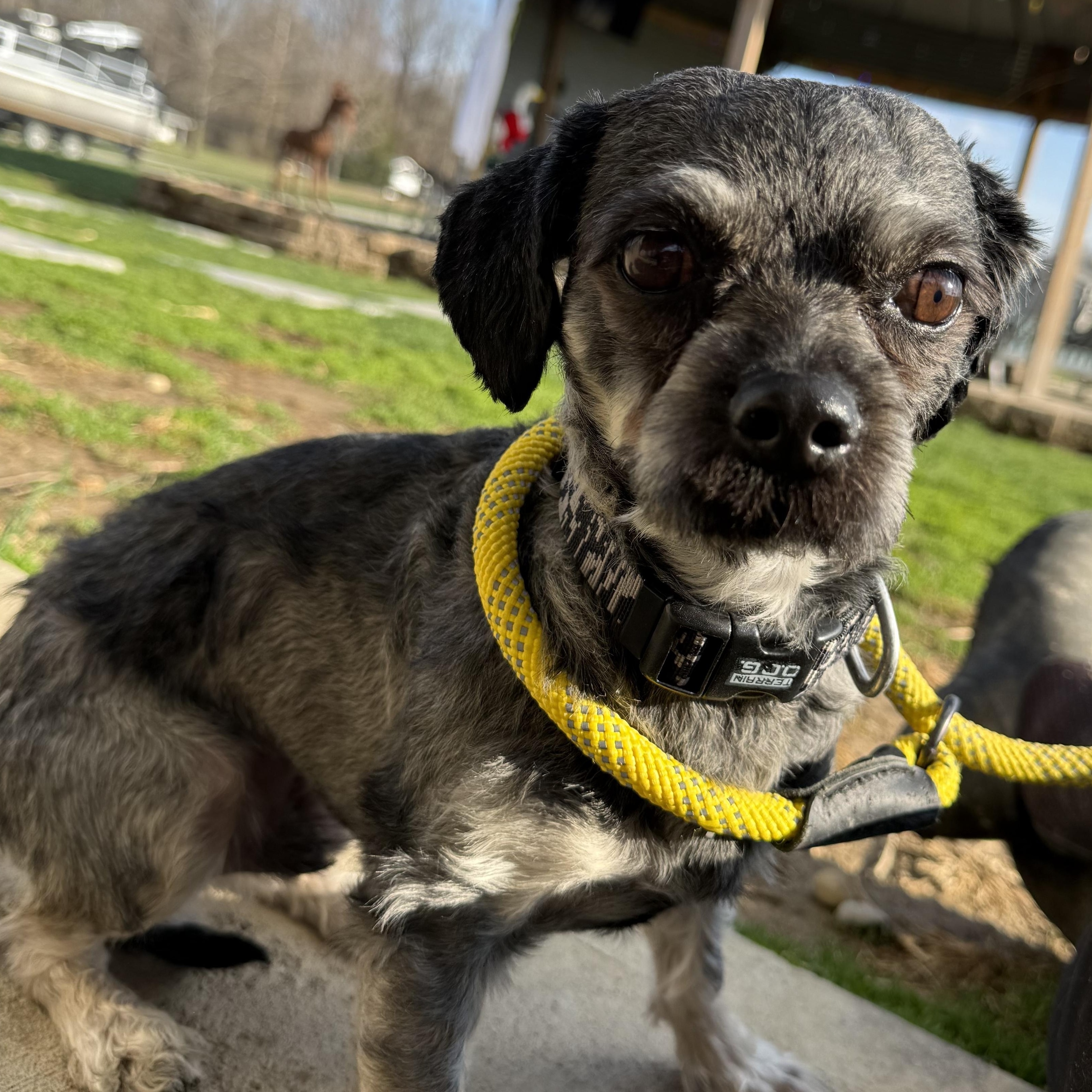 Enlarge Oreo, a ADOPTABLE Shih Tzu in Brazil, IN image 1/3