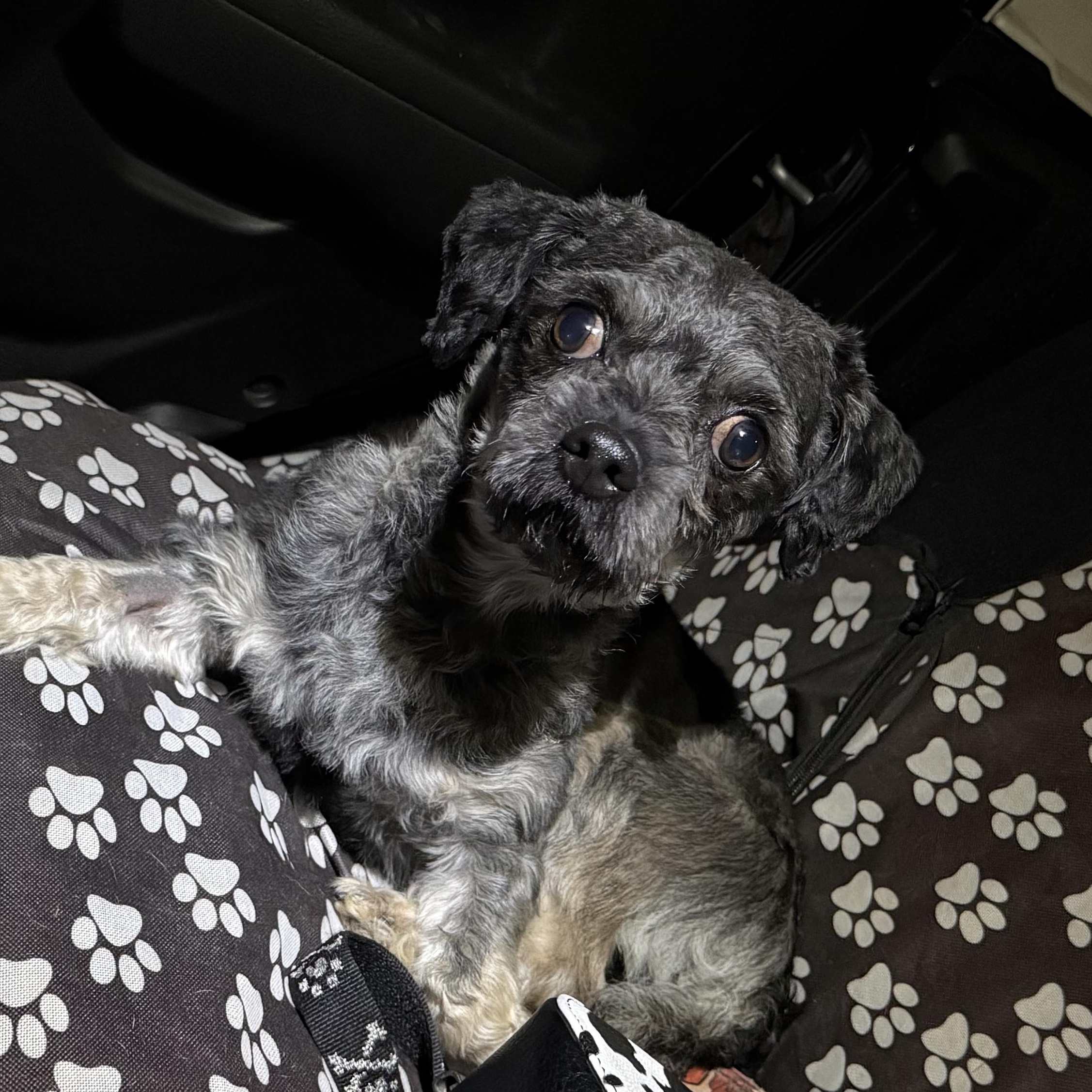 Enlarge Oreo, a ADOPTABLE Shih Tzu in Brazil, IN image 3/3