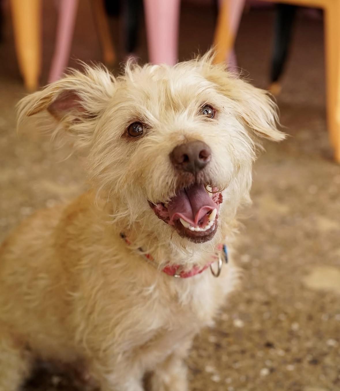 Enlarge Melvin, a ADOPTABLE mixed breed in Pasadena, CA image 3/5