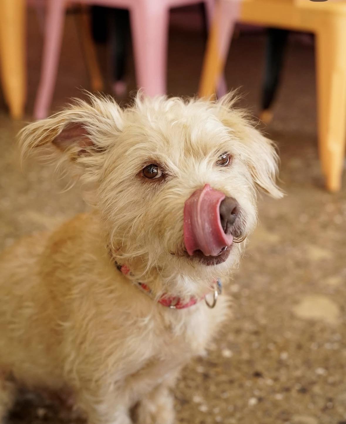 Enlarge Melvin, a ADOPTABLE mixed breed in Pasadena, CA image 4/5