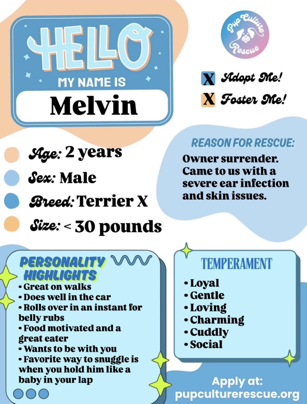 Enlarge Melvin, a ADOPTABLE mixed breed in Pasadena, CA image 2/5