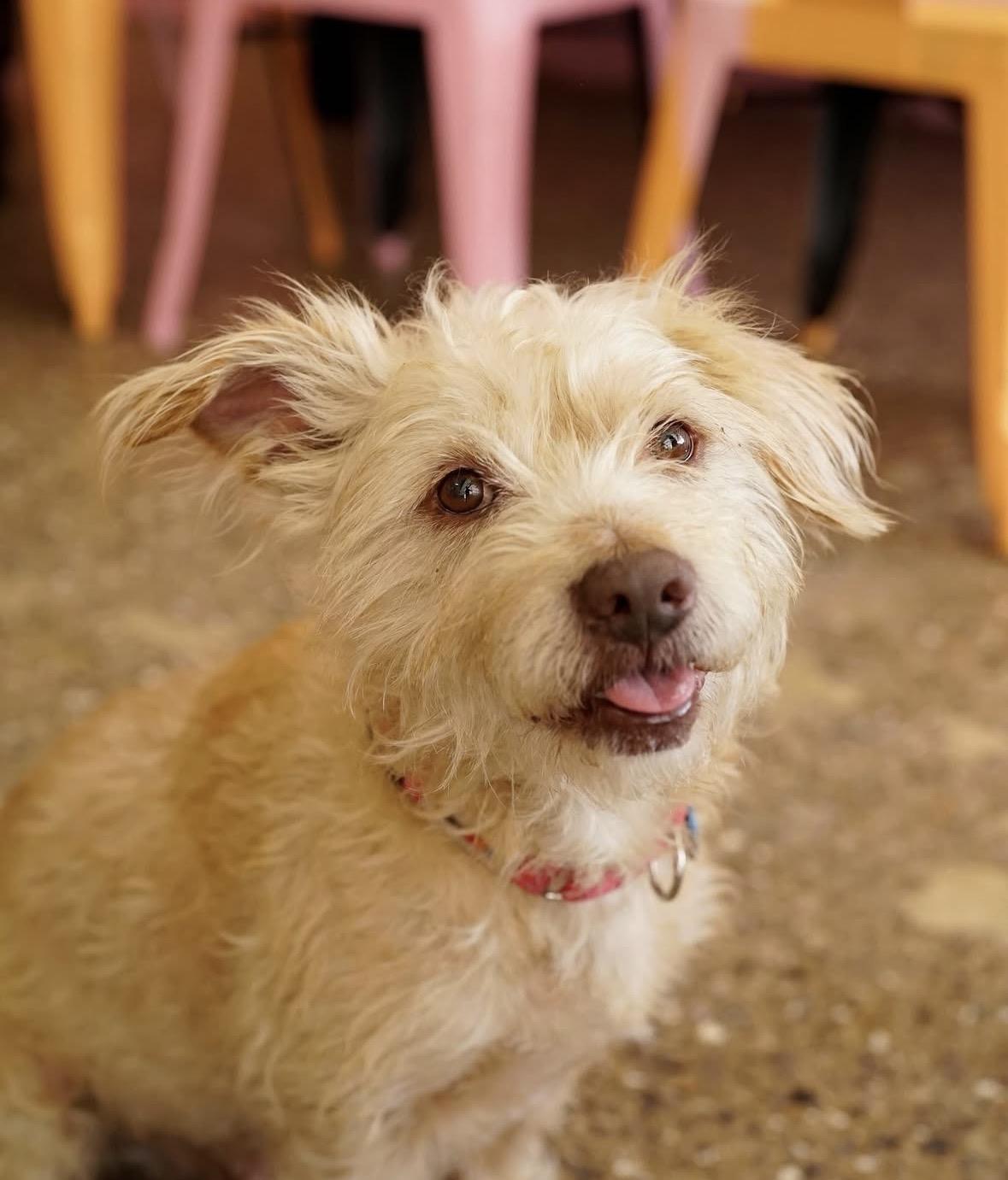 Enlarge Melvin, a ADOPTABLE mixed breed in Pasadena, CA image 5/5