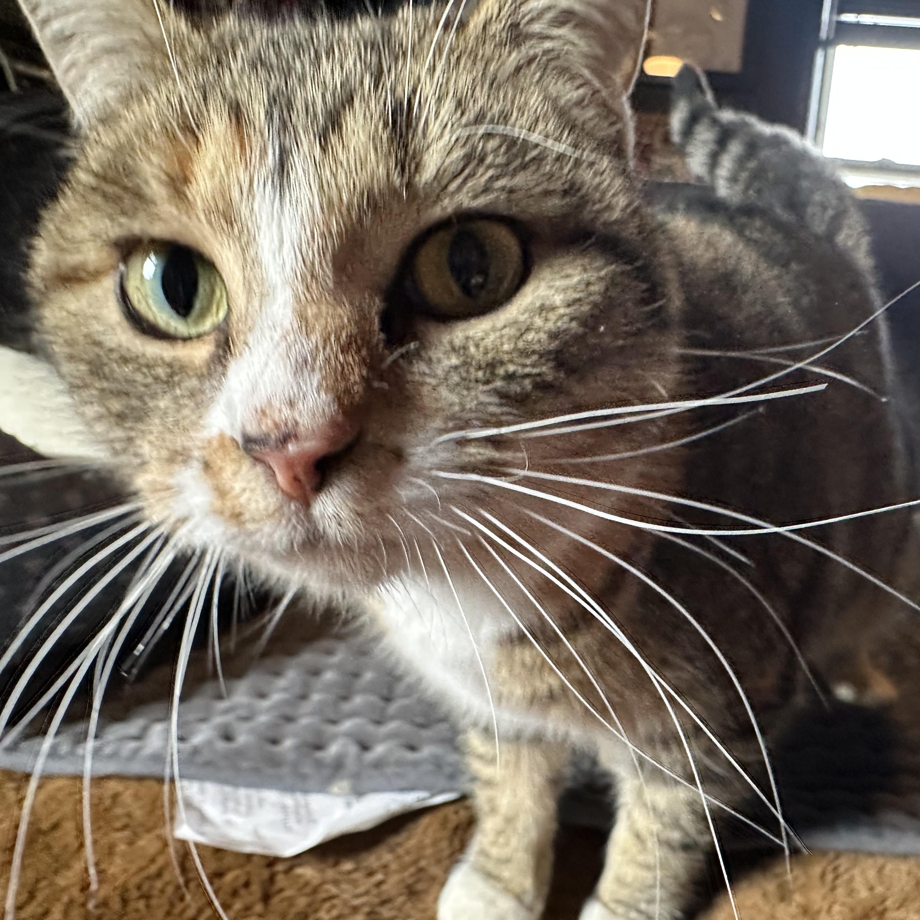 Enlarge Kazooie, an adopted Domestic Short Hair in Detroit, MI image 1/6