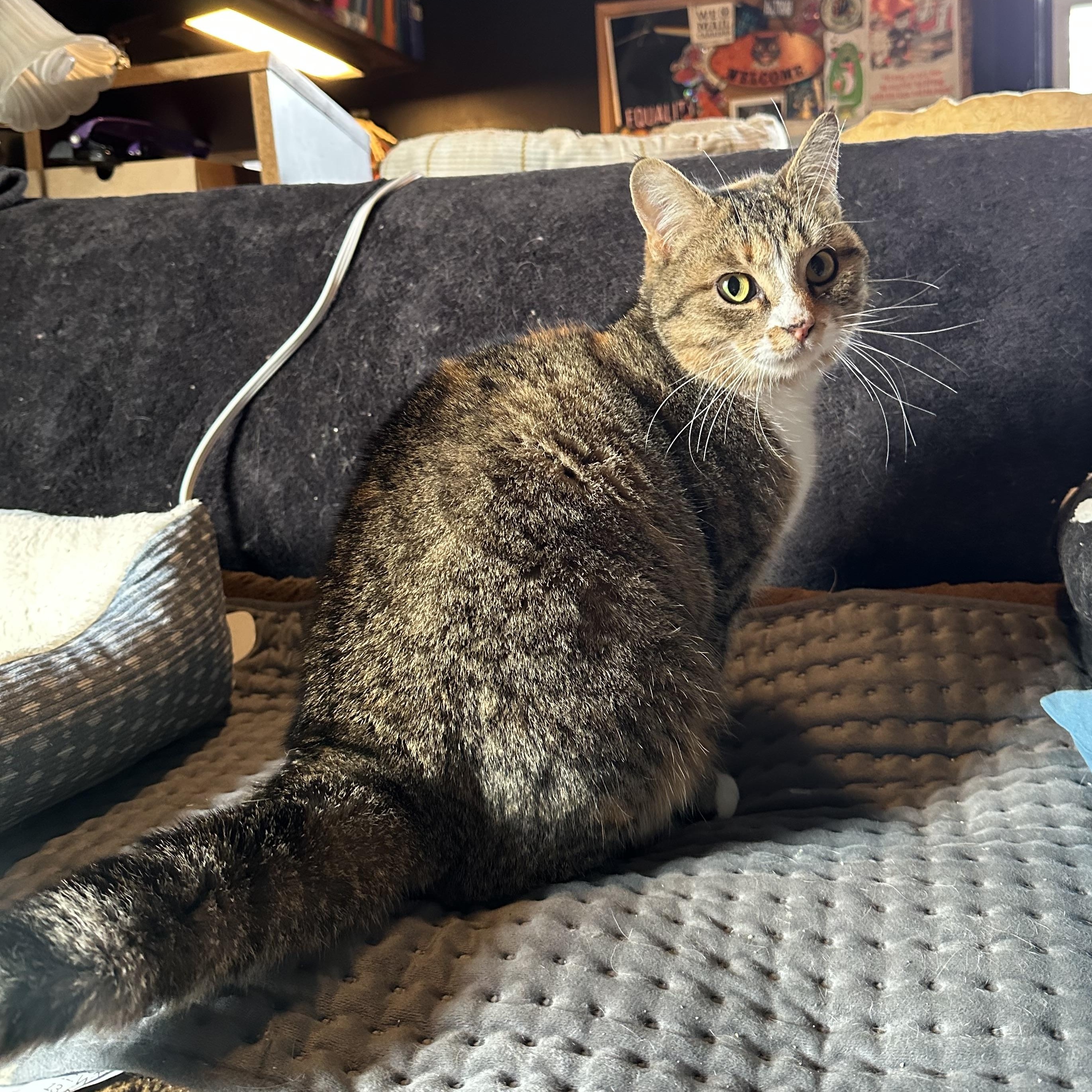 Enlarge Kazooie, an adopted Domestic Short Hair in Detroit, MI image 2/6