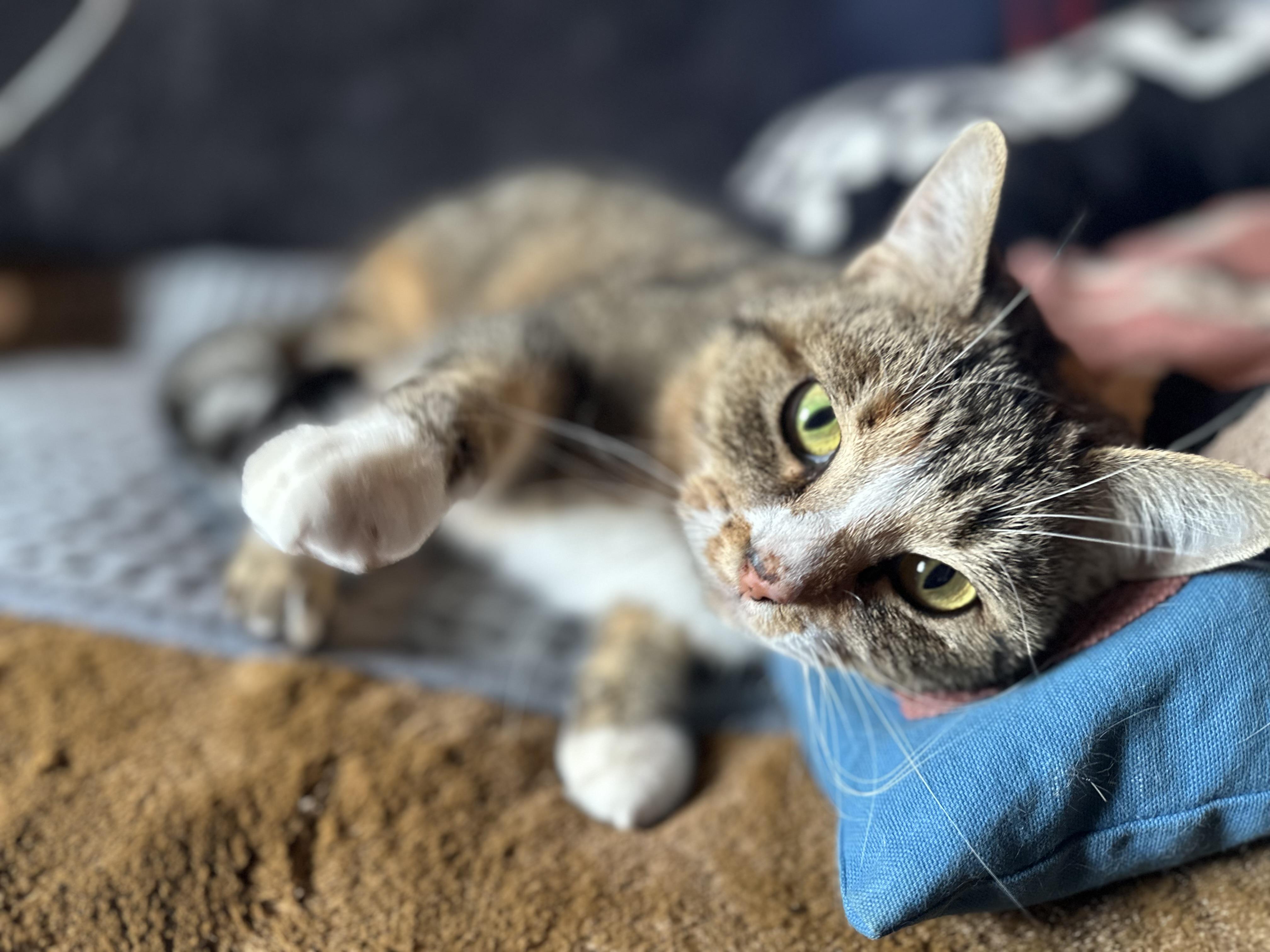 Enlarge Kazooie, an adopted Domestic Short Hair in Detroit, MI image 4/6