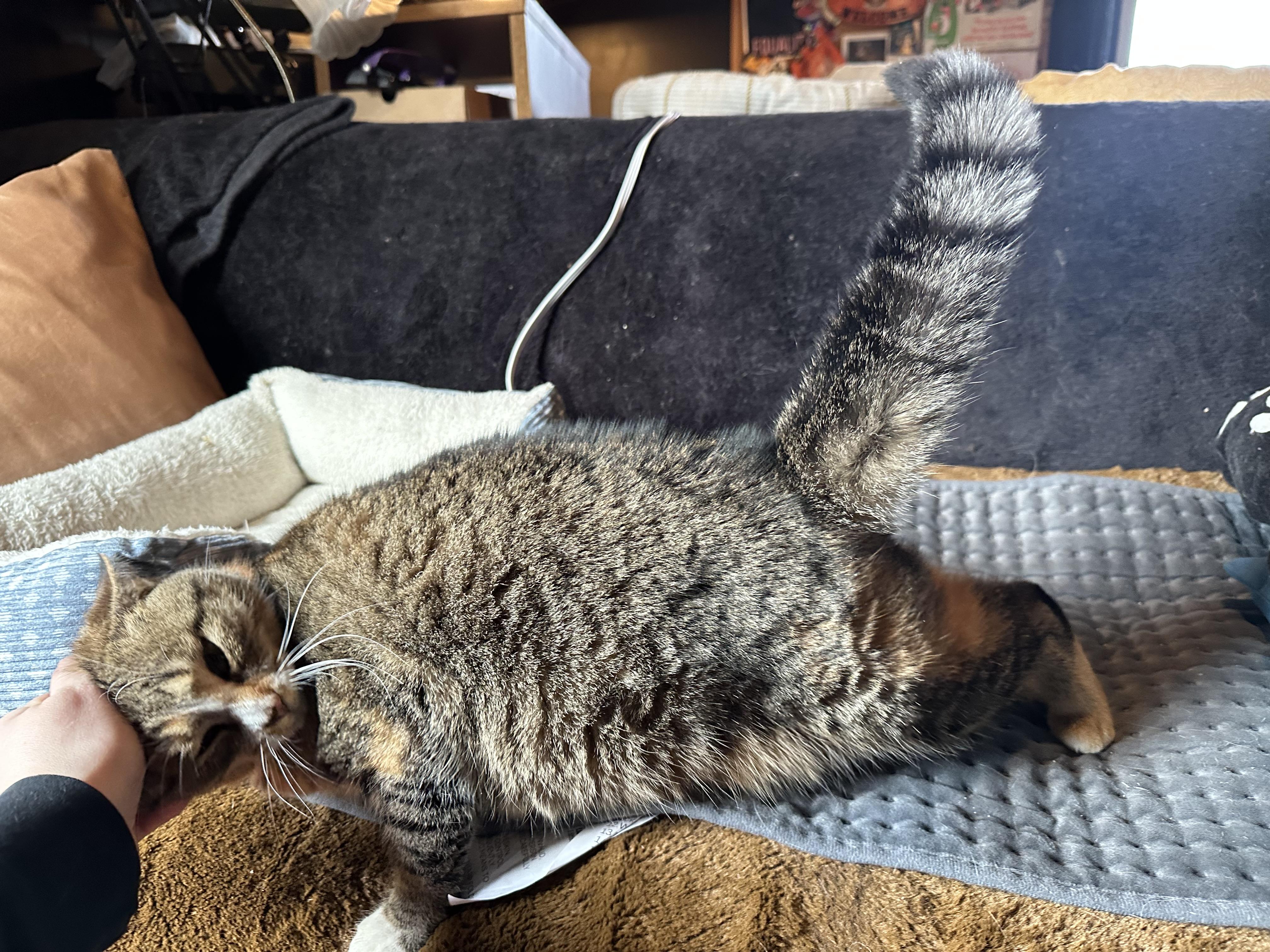 Enlarge Kazooie, an adopted Domestic Short Hair in Detroit, MI image 6/6