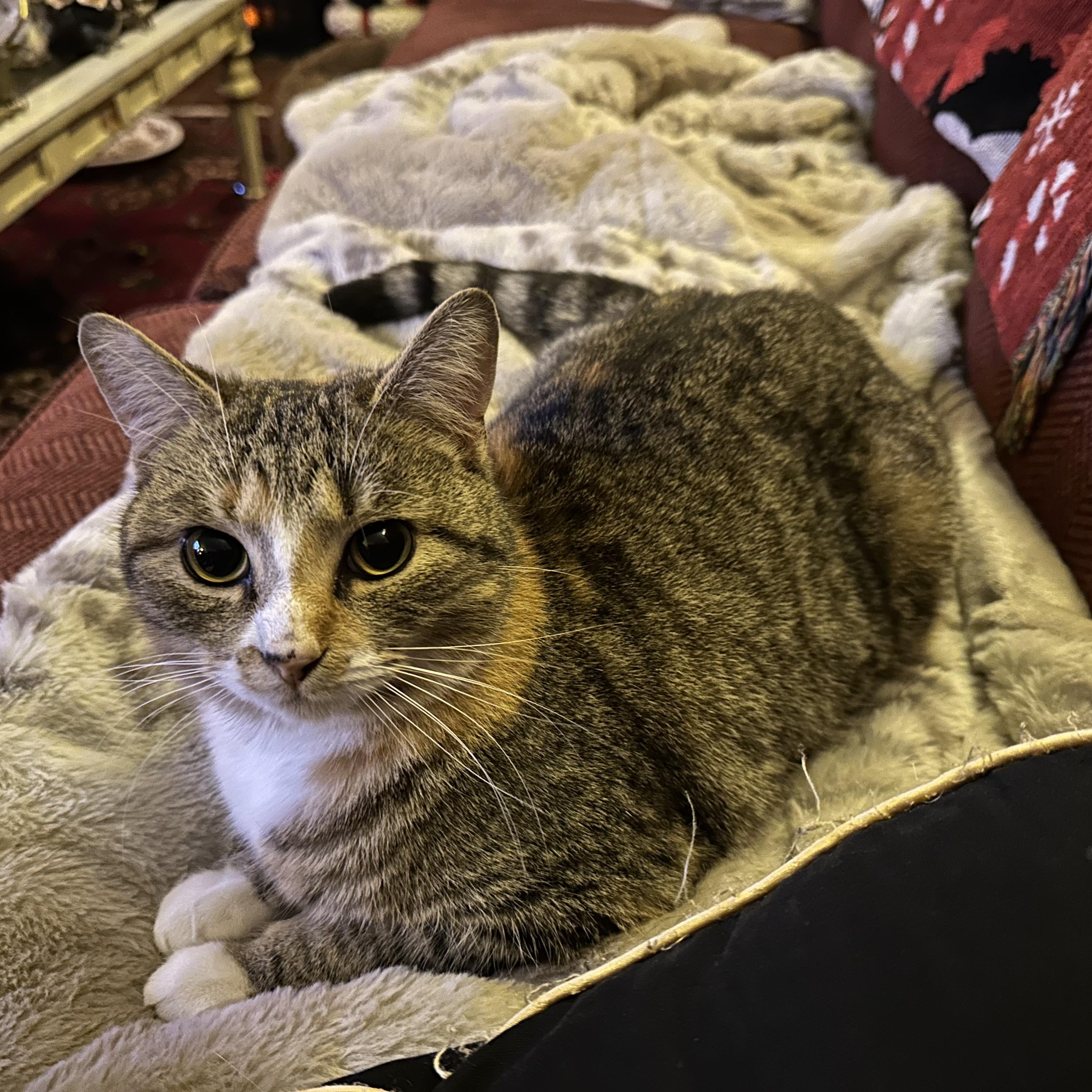 Enlarge Kazooie, an adopted Domestic Short Hair in Detroit, MI image 3/6