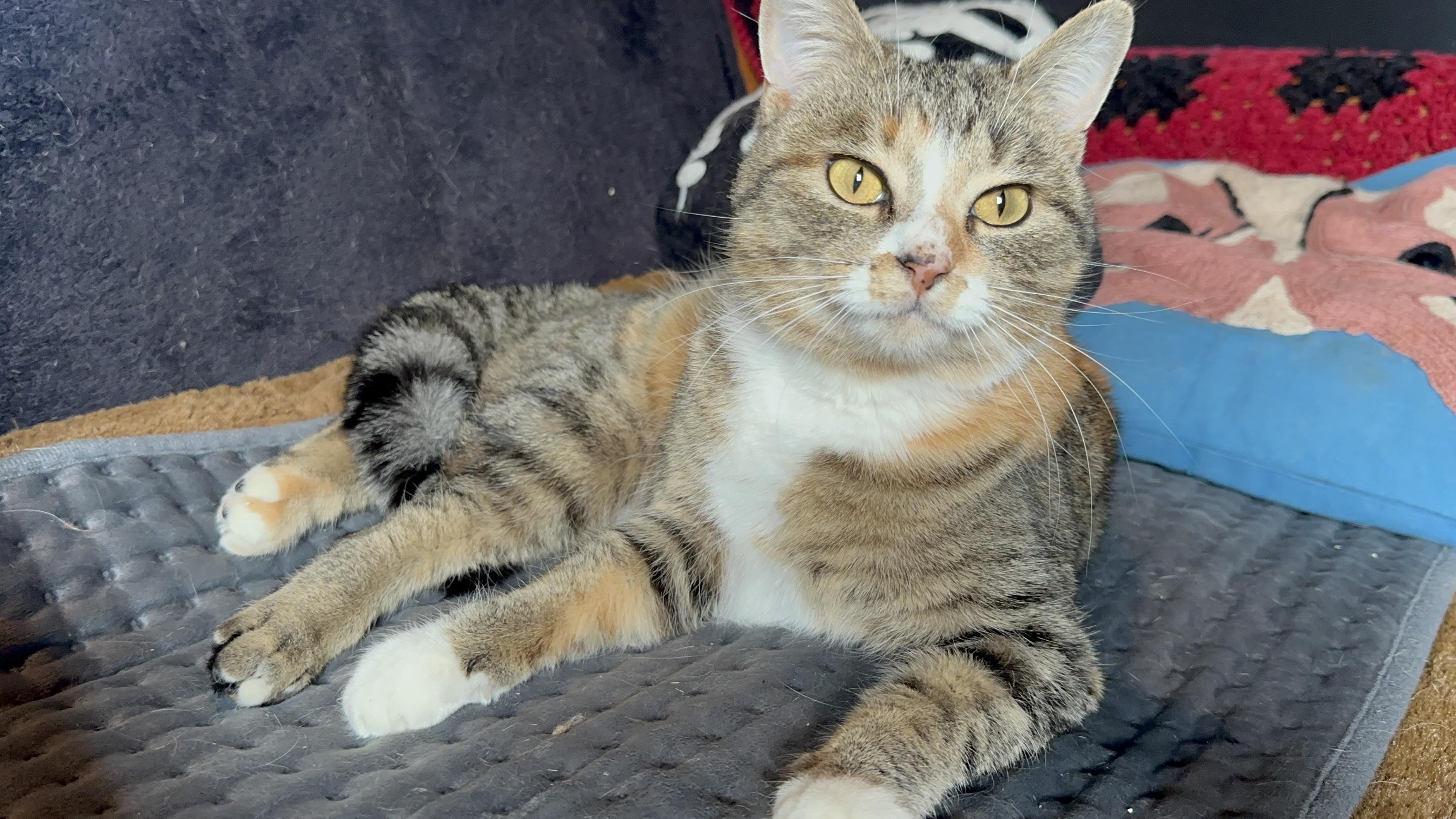 Enlarge Kazooie, an adopted Domestic Short Hair in Detroit, MI image 5/6