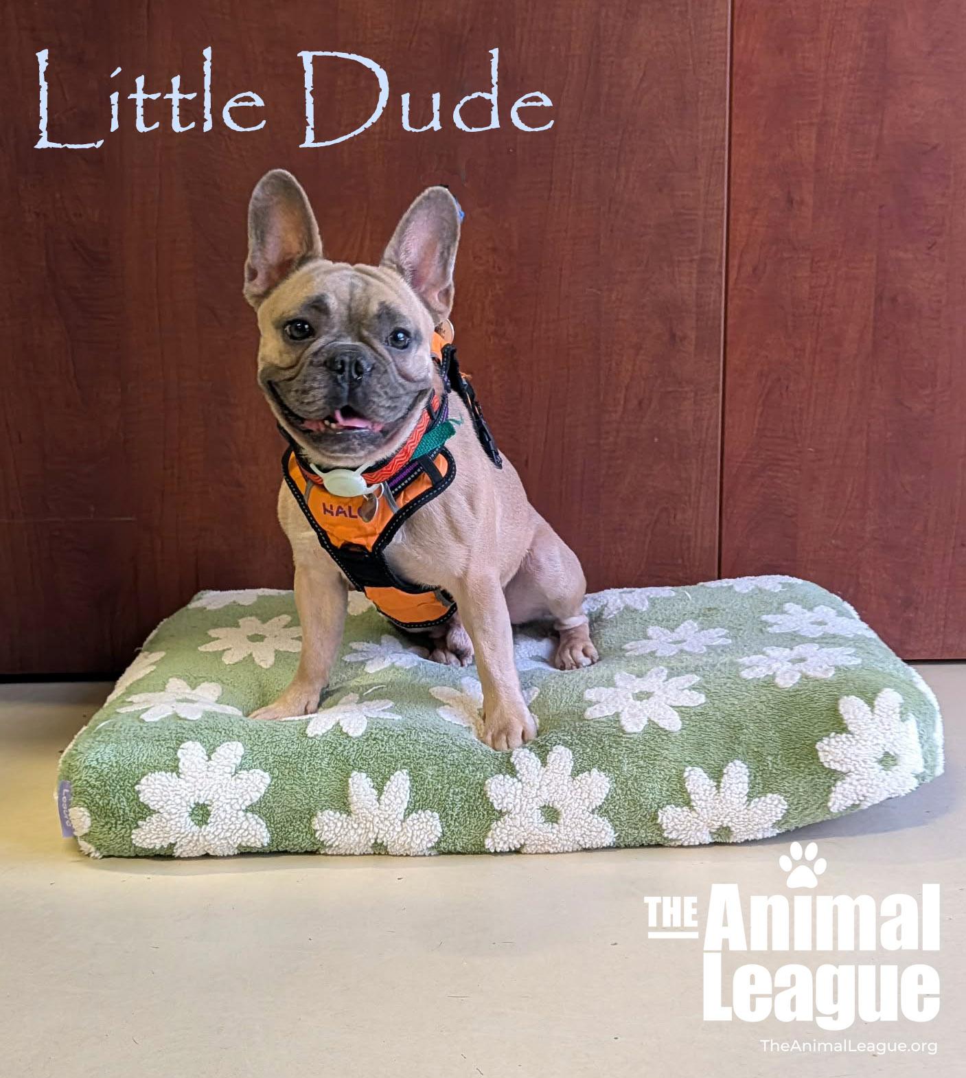 Little Dude, adopted, Adult Male French Bulldog.