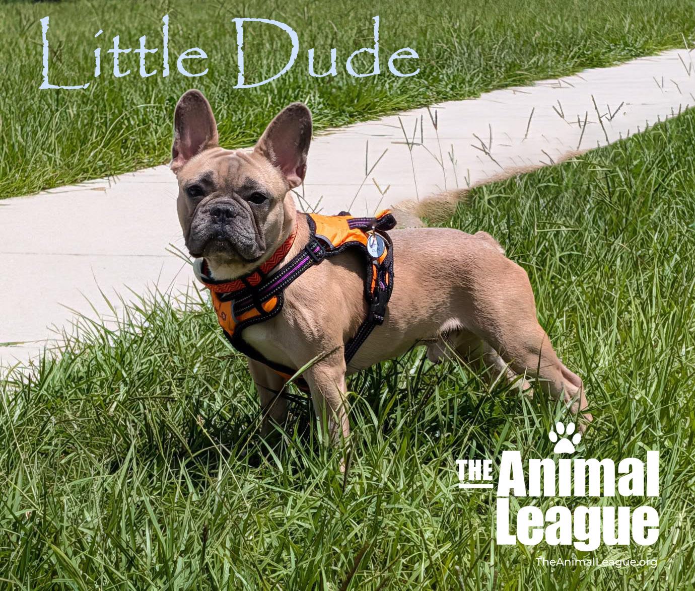 Enlarge Little Dude, an adopted mixed breed in Groveland, FL image 5/5