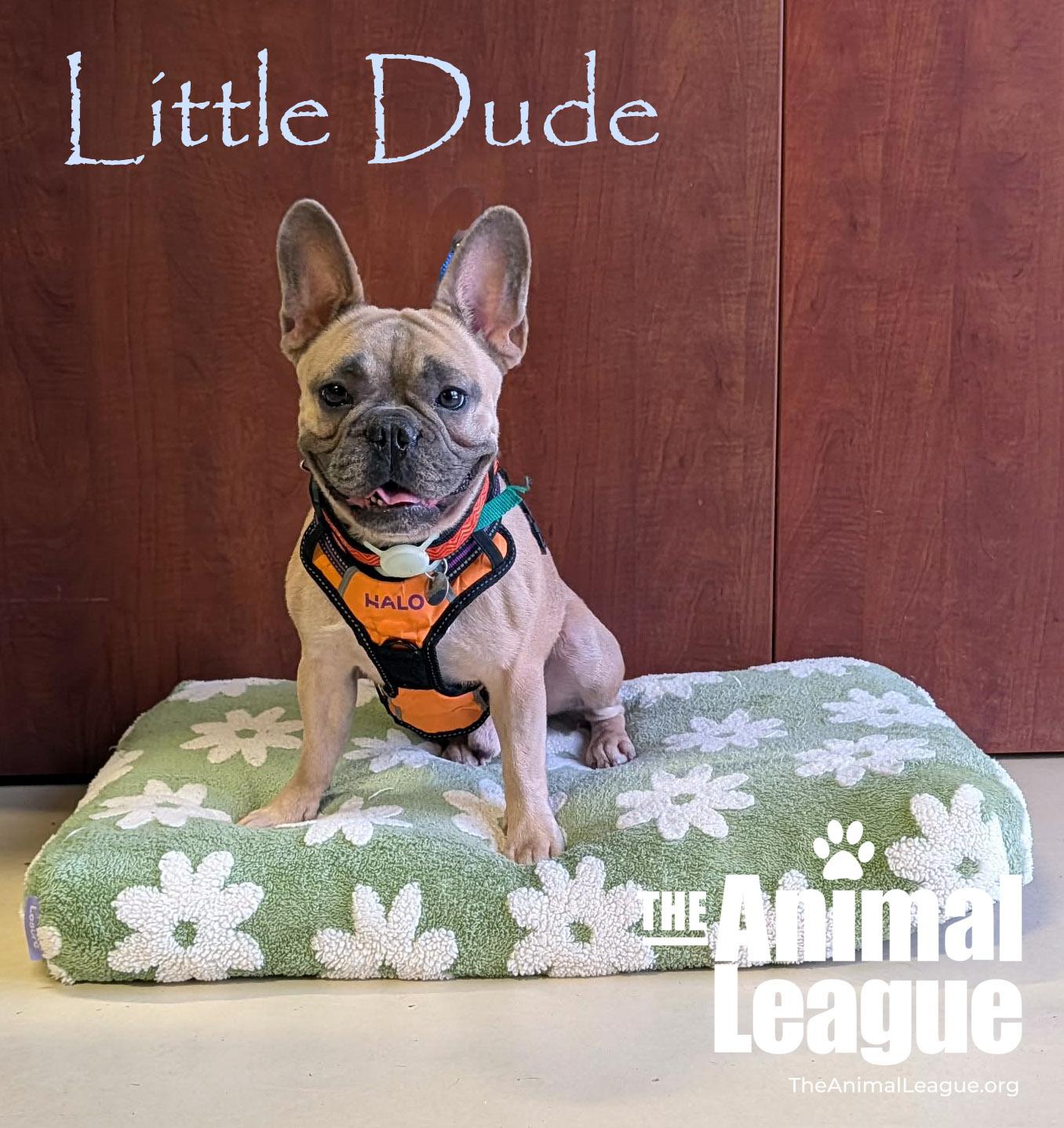 Enlarge Little Dude, an adopted mixed breed in Groveland, FL image 2/5