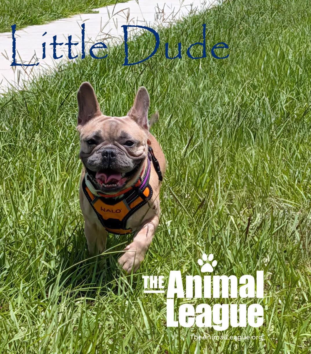 Enlarge Little Dude, an adopted mixed breed in Groveland, FL image 3/5