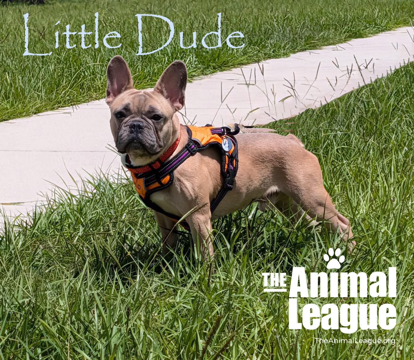 Enlarge Little Dude, an adopted mixed breed in Groveland, FL image 4/5
