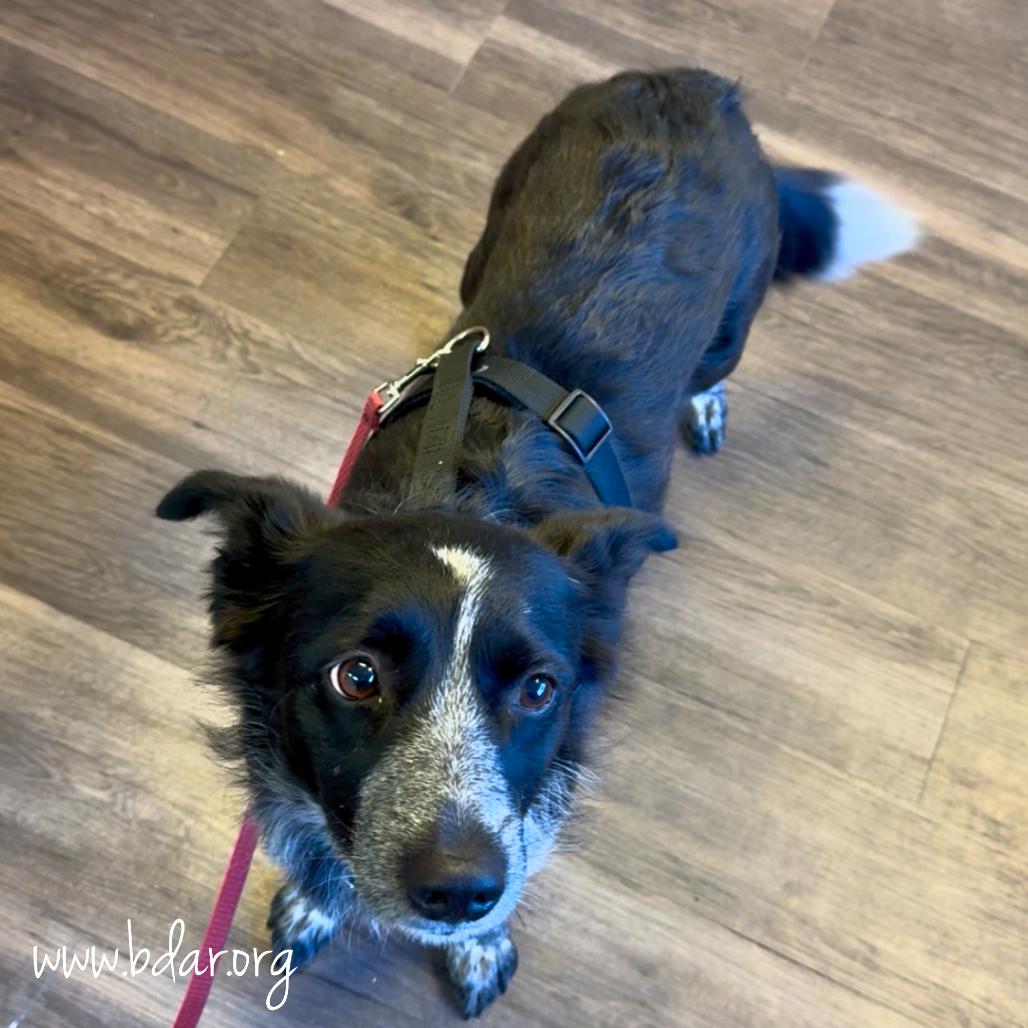 Georgia, Adoptable, Adult Female Border Collie & Mixed Breed.