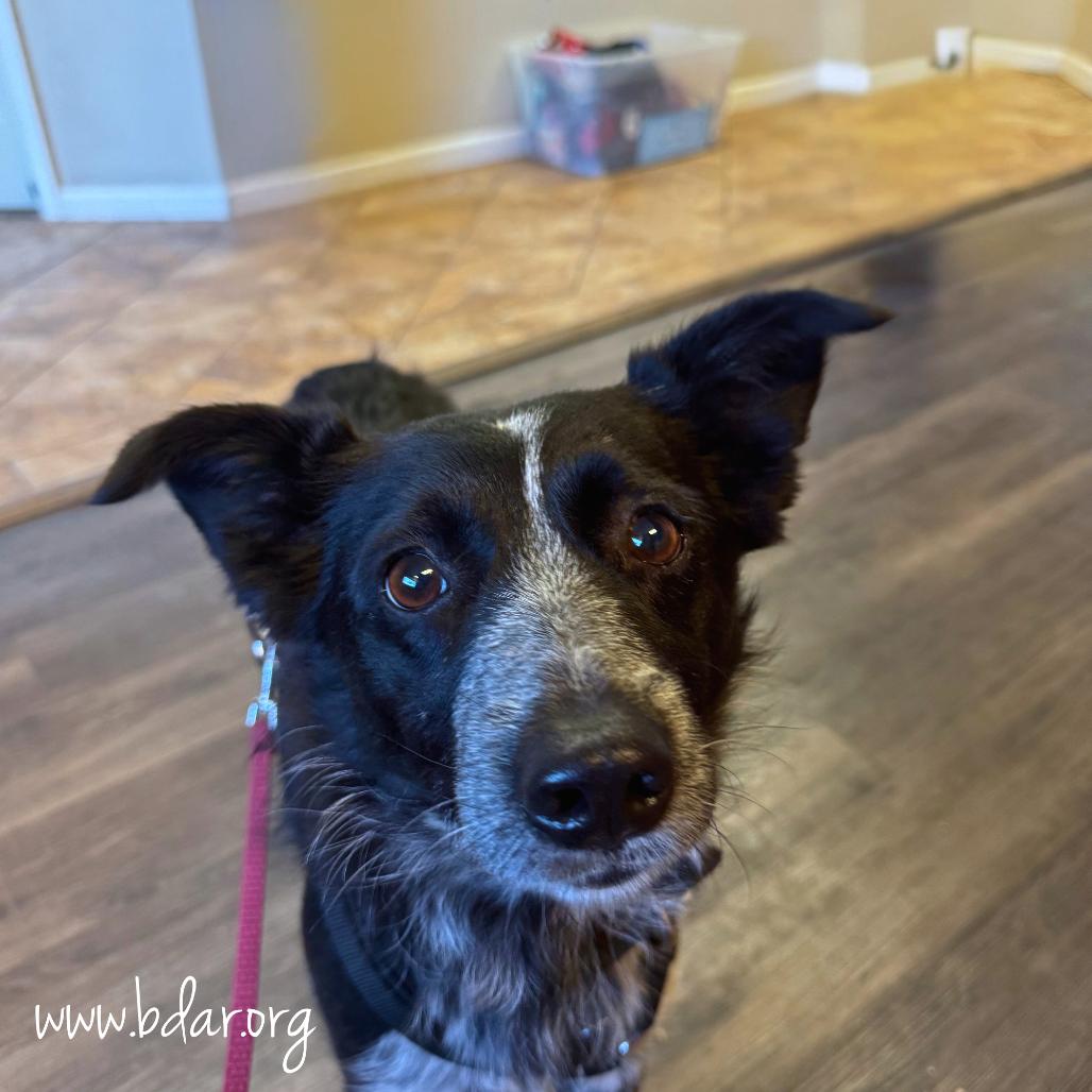 Georgia, a Adoptable mixed breed in Cheyenne, WY image 2/3