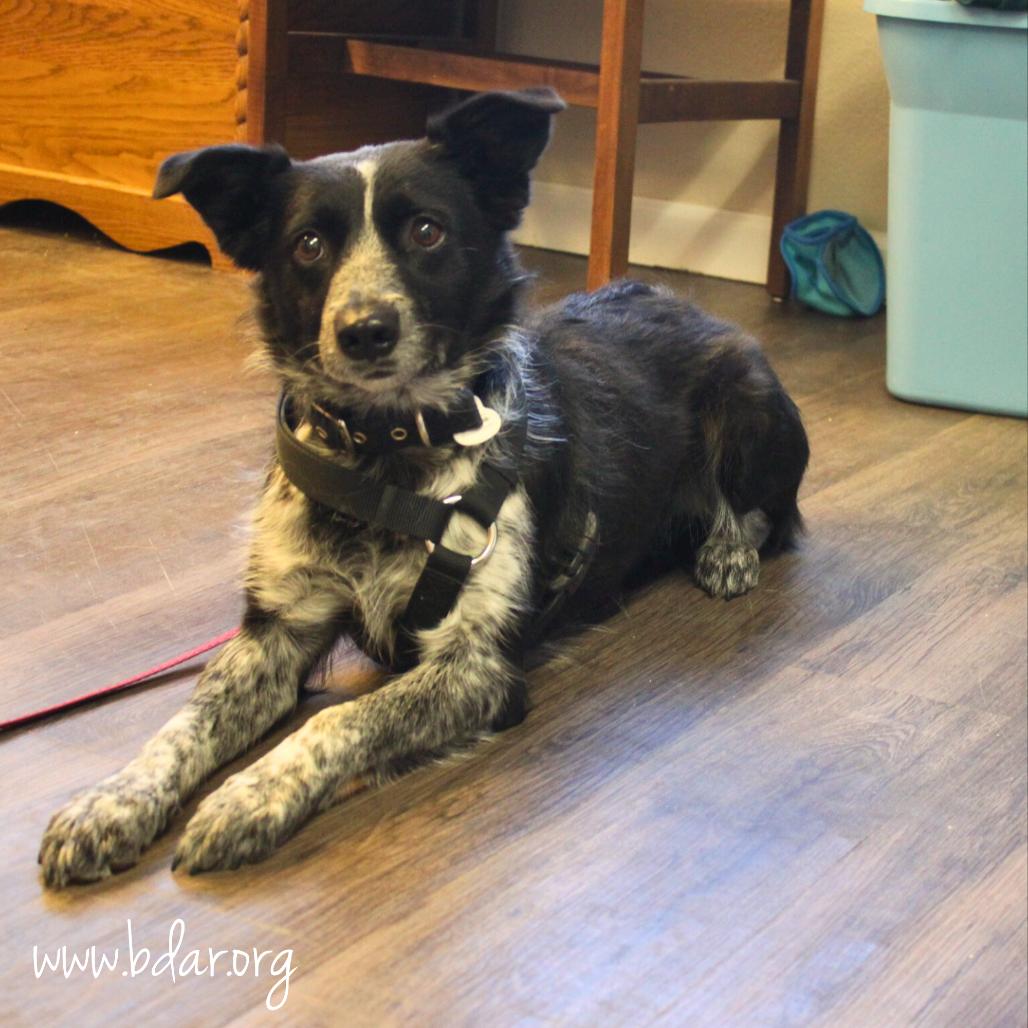 Georgia, a Adoptable mixed breed in Cheyenne, WY image 3/3