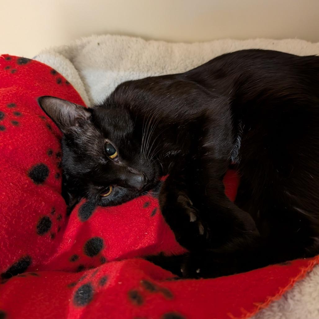 Thursday, Adoptable, Adult Male Domestic Short Hair.