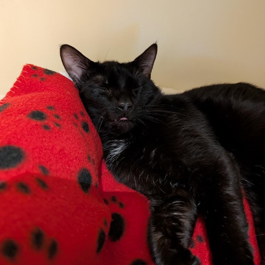 Enlarge Thursday, a Adoptable Domestic Short Hair in Sarasota, FL image 2/6