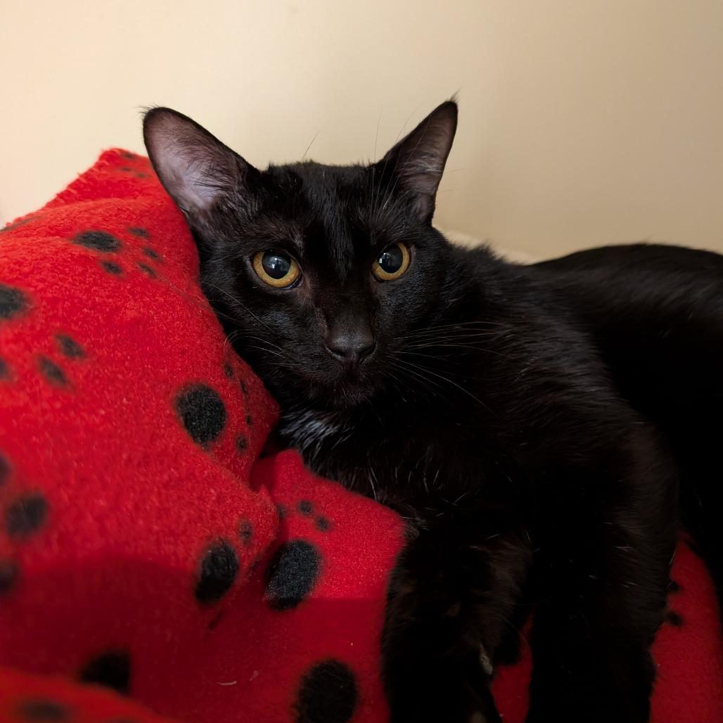 Enlarge Thursday, a Adoptable Domestic Short Hair in Sarasota, FL image 3/6