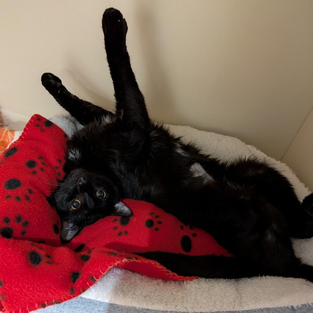 Enlarge Thursday, a Adoptable Domestic Short Hair in Sarasota, FL image 4/6