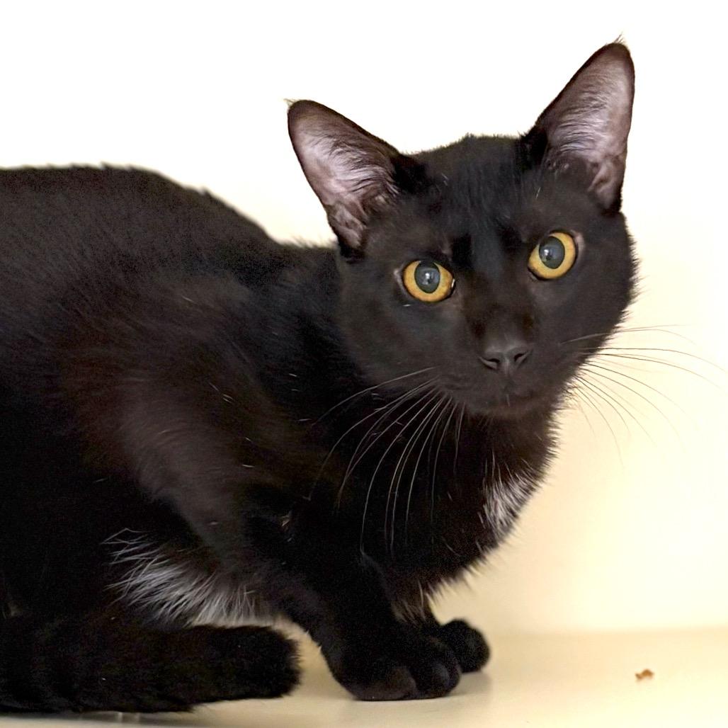 Enlarge Thursday, a Adoptable Domestic Short Hair in Sarasota, FL image 5/6