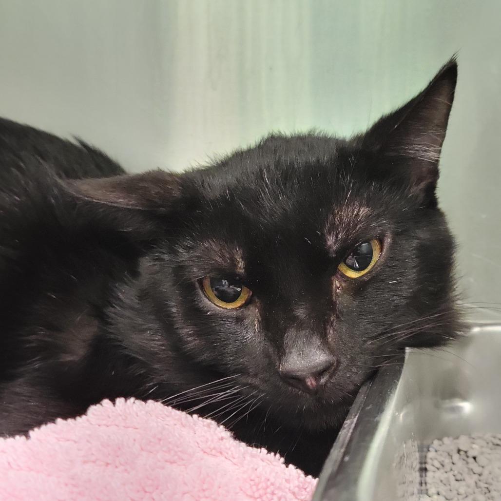 Enlarge Thursday, a Adoptable Domestic Short Hair in Sarasota, FL image 6/6