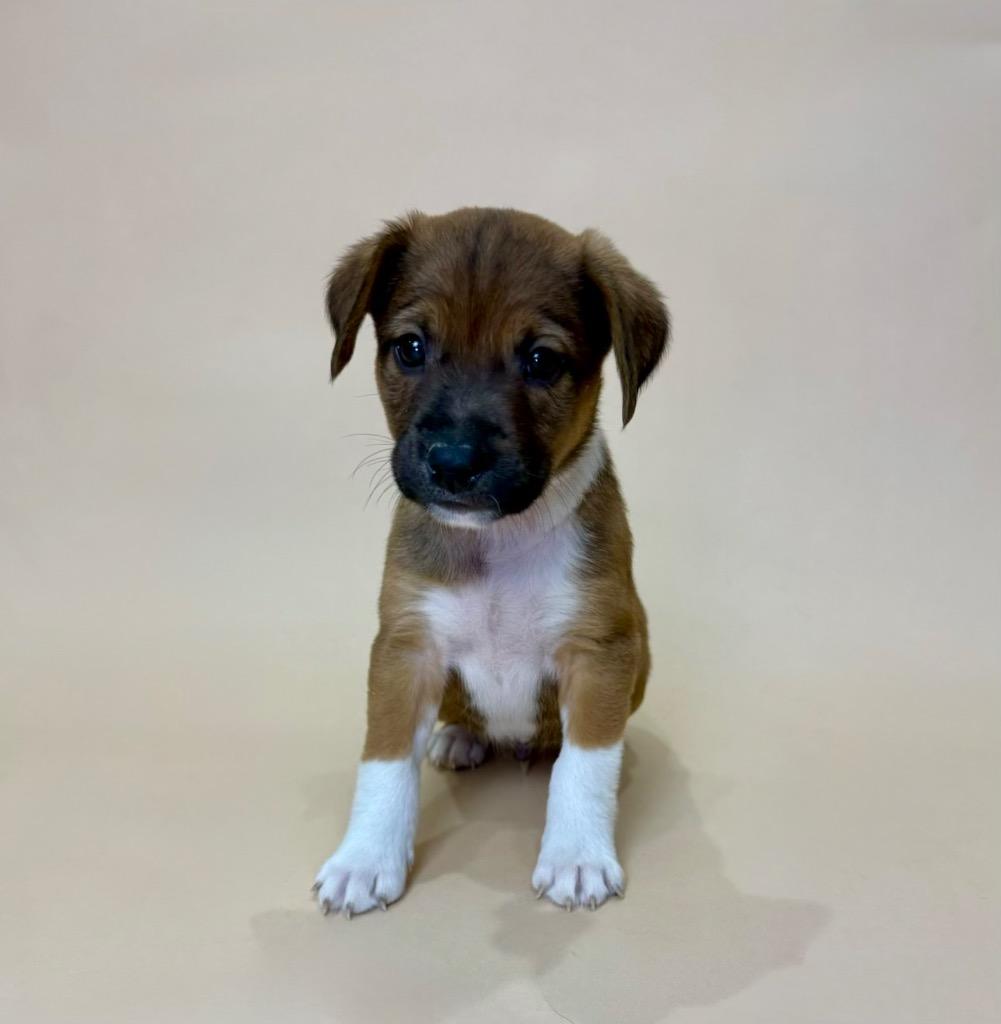 Enlarge Denver, a Adoptable mixed breed in Alvin, TX image 1/1