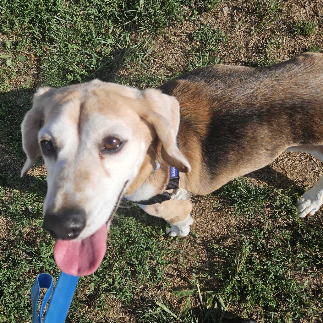 Enlarge Roger, a Adoptable Beagle in Dover, NH image 1/6