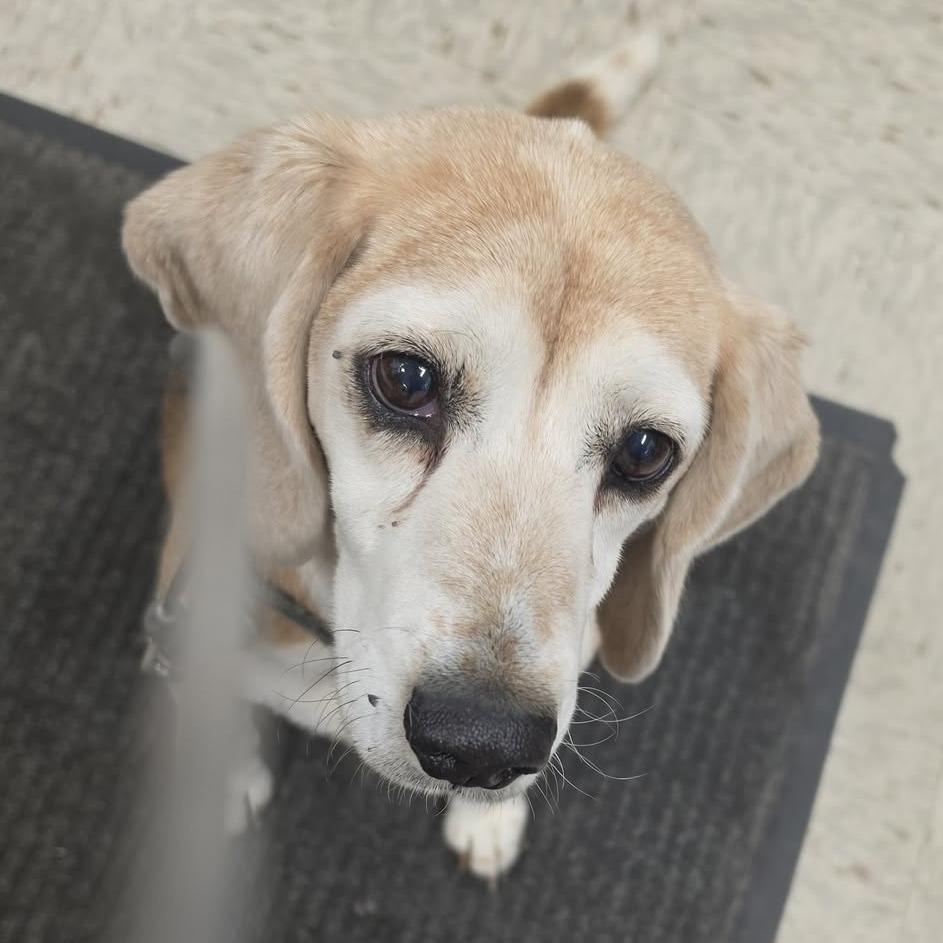 Enlarge Roger, a Adoptable Beagle in Dover, NH image 2/6