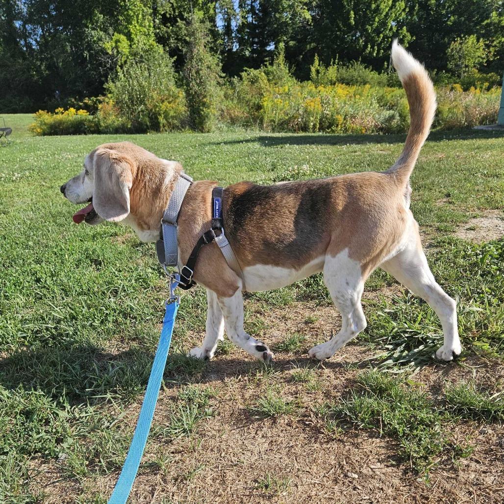 Enlarge Roger, a Adoptable Beagle in Dover, NH image 3/6