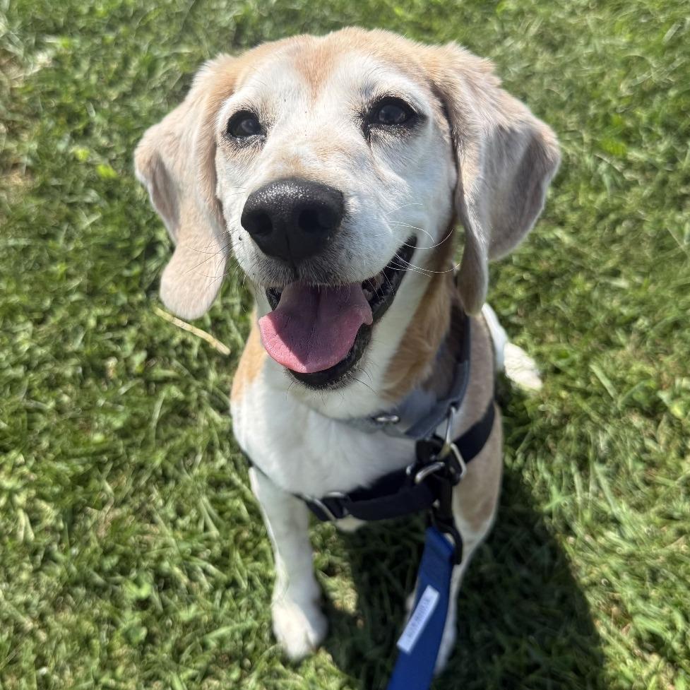Enlarge Roger, a Adoptable Beagle in Dover, NH image 5/6