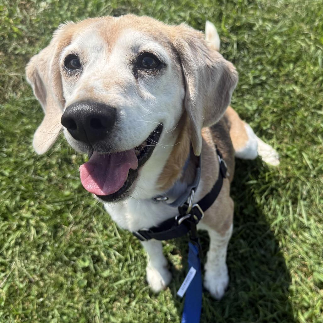 Enlarge Roger, a Adoptable Beagle in Dover, NH image 6/6