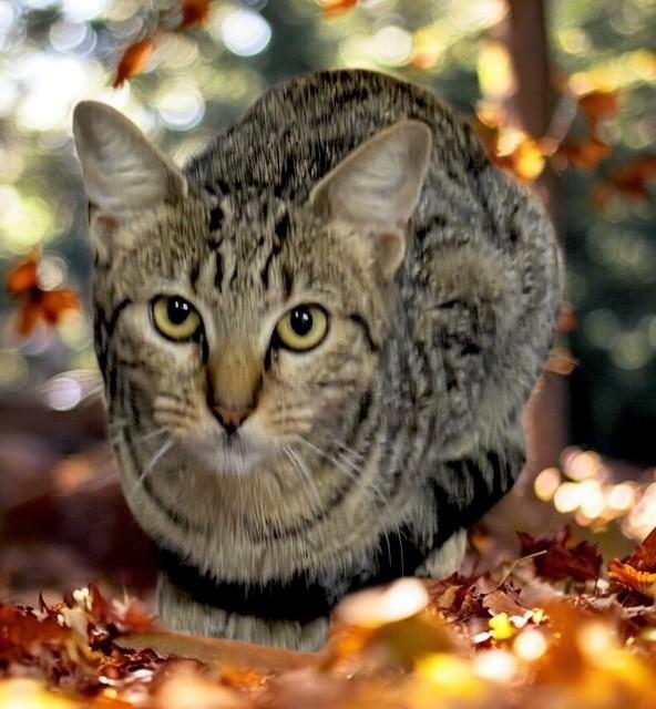 Enlarge Harley, a Adoptable Domestic Short Hair in DELRAY Beach, FL image 1/1