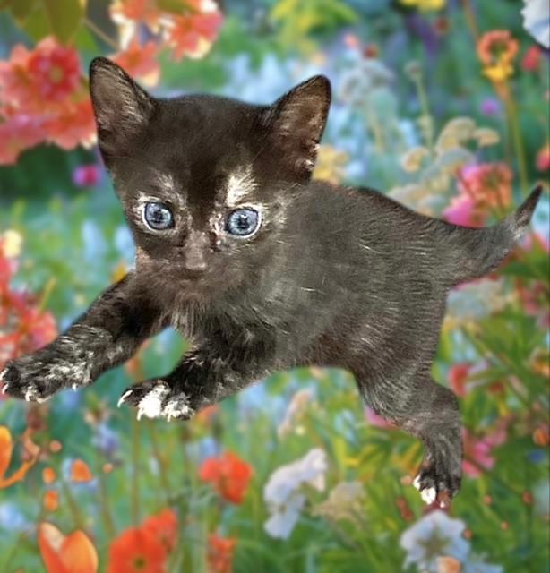 Peanut, Baby Female Domestic Short Hair