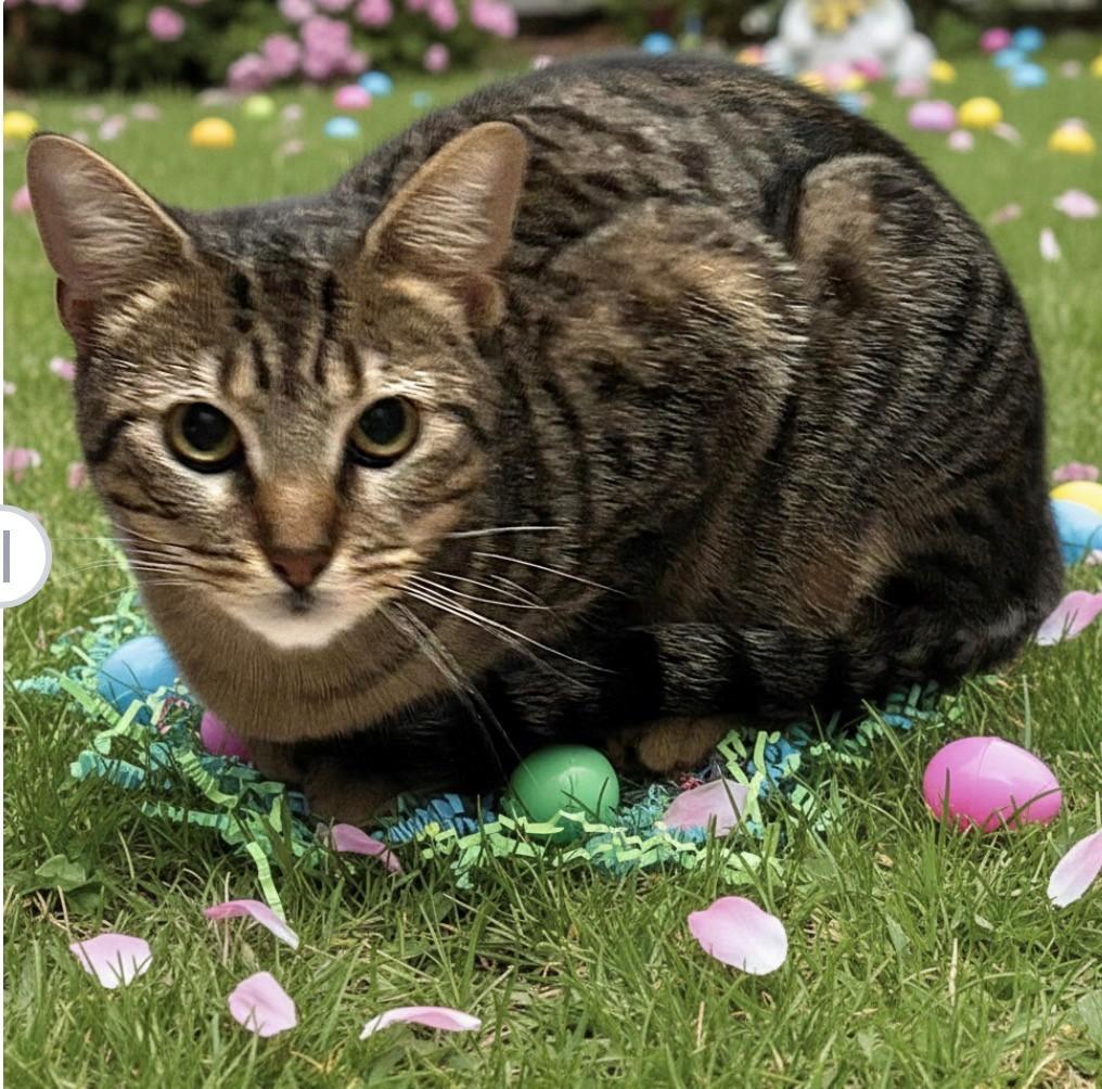 Harley, a Adoptable Domestic Short Hair in DELRAY Beach, FL image 2/2