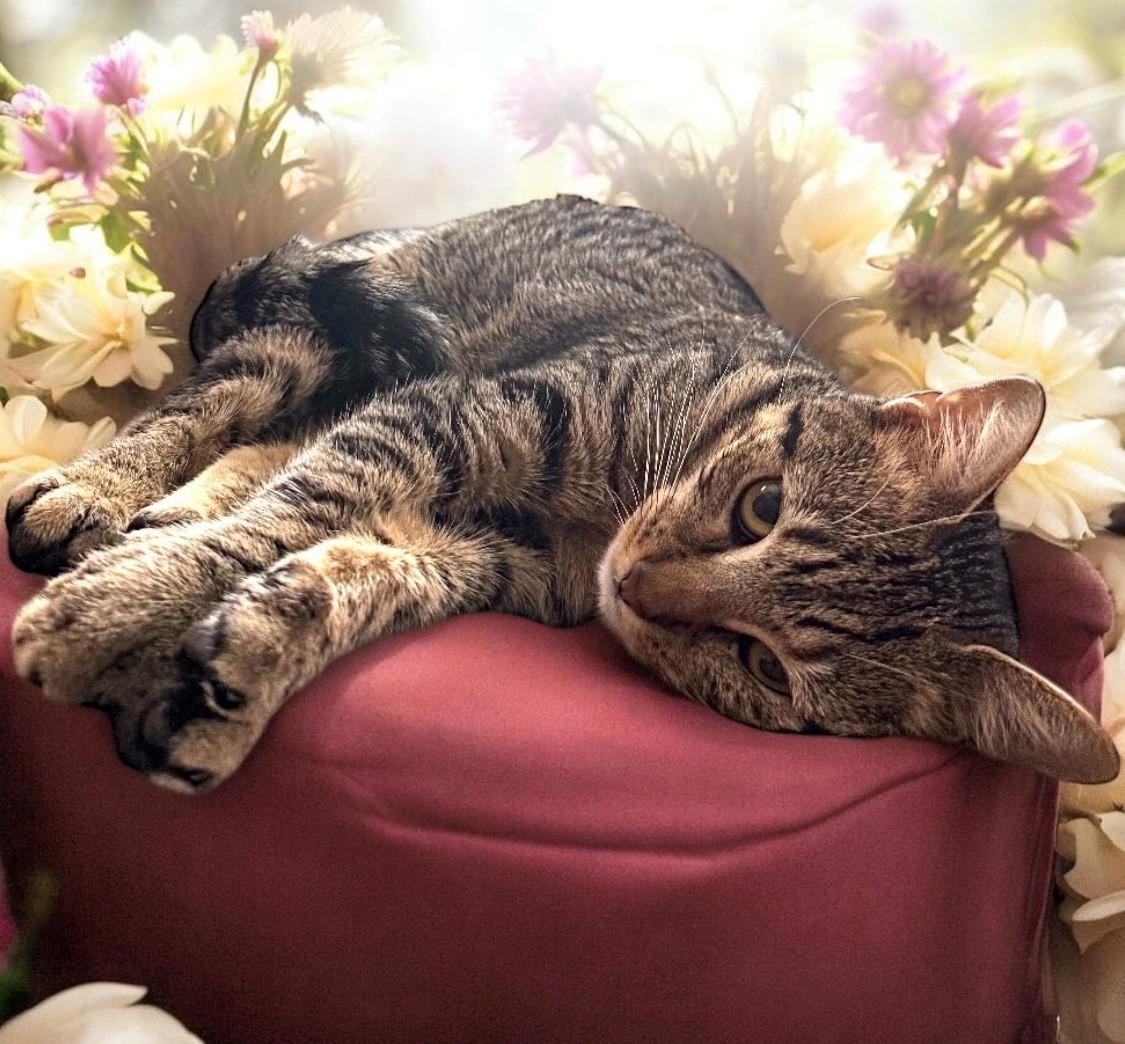 Enlarge Harley, a Adoptable Domestic Short Hair in DELRAY Beach, FL image 1/2