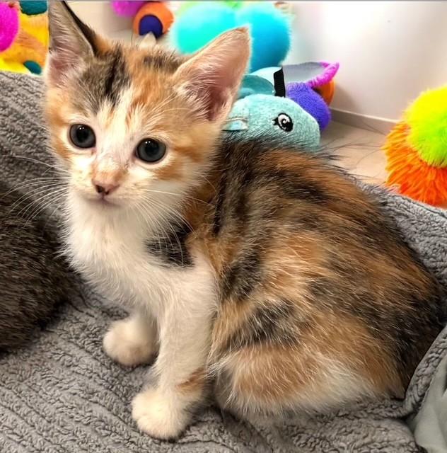 Enlarge Chana, a Adoptable Calico in DELRAY Beach, FL image 1/1