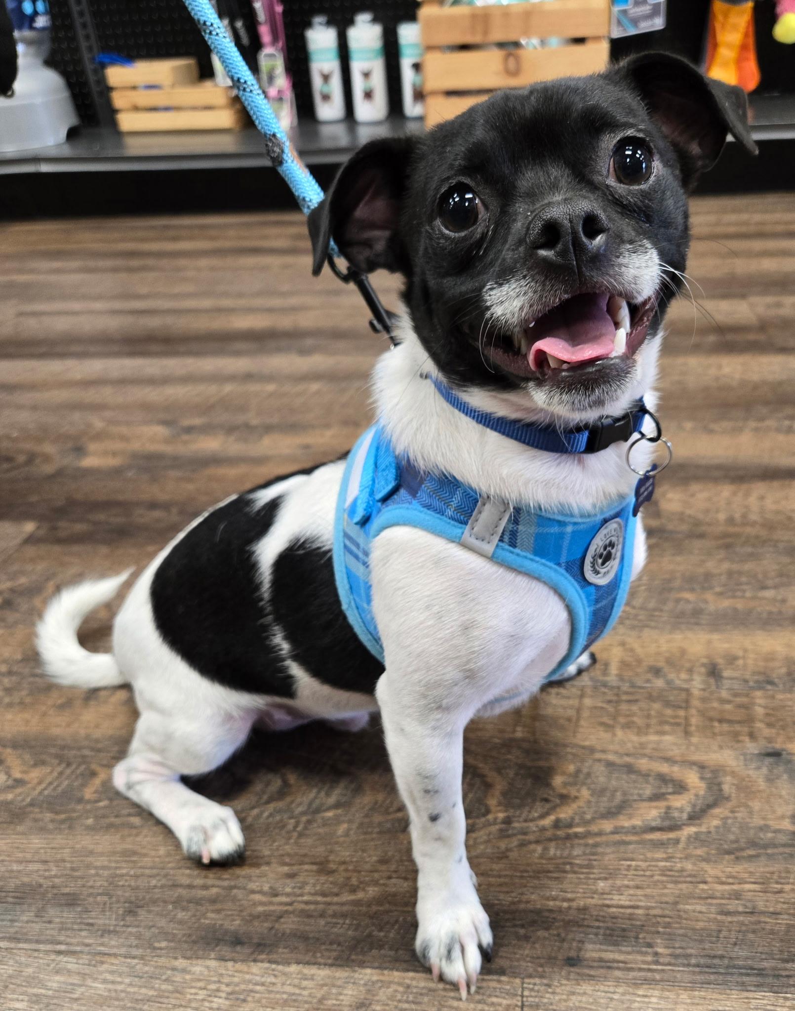 JACK, ADOPTABLE, Young Male Chug.