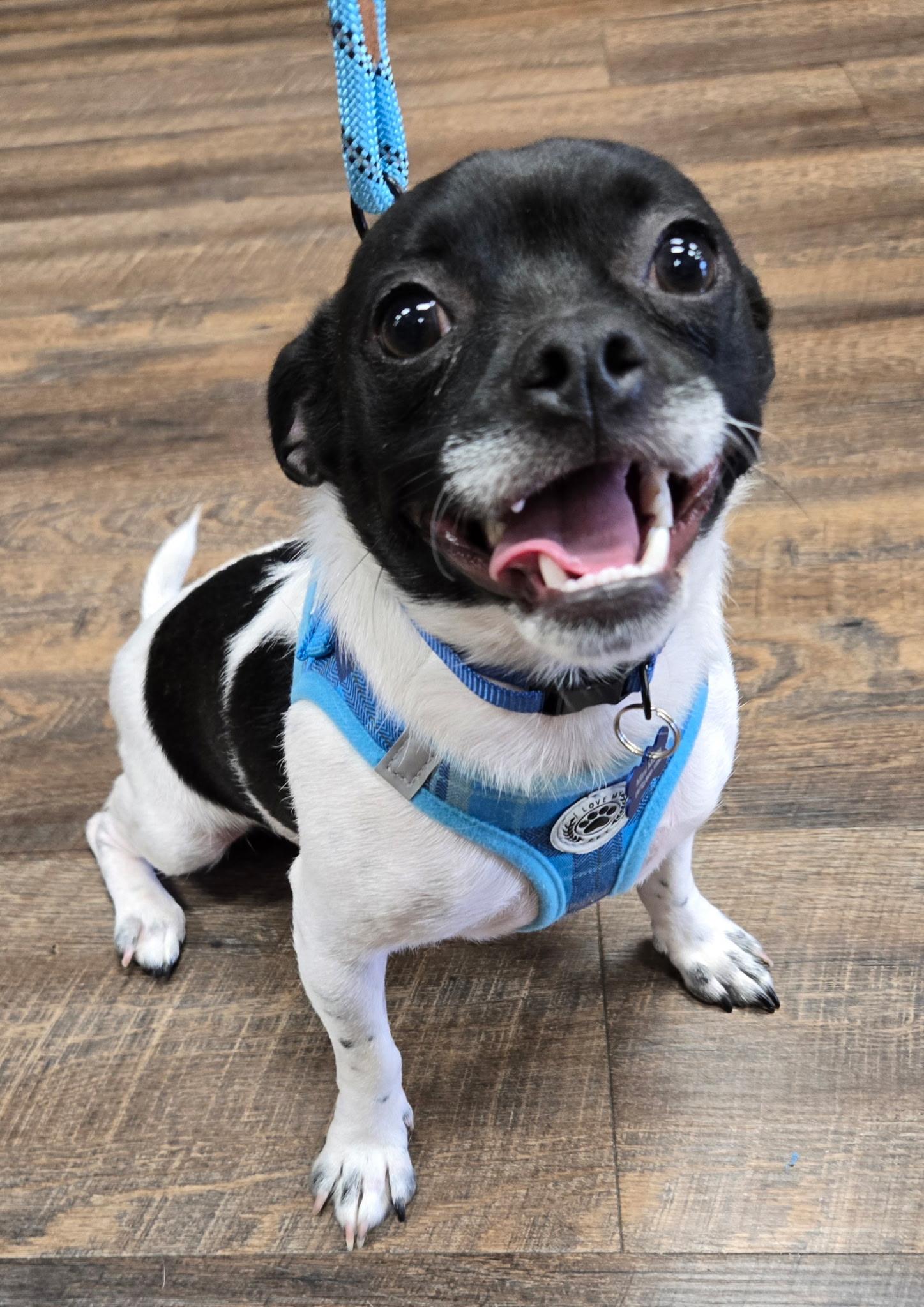 Enlarge JACK, a ADOPTABLE mixed breed in Grand Prairie, TX image 2/2