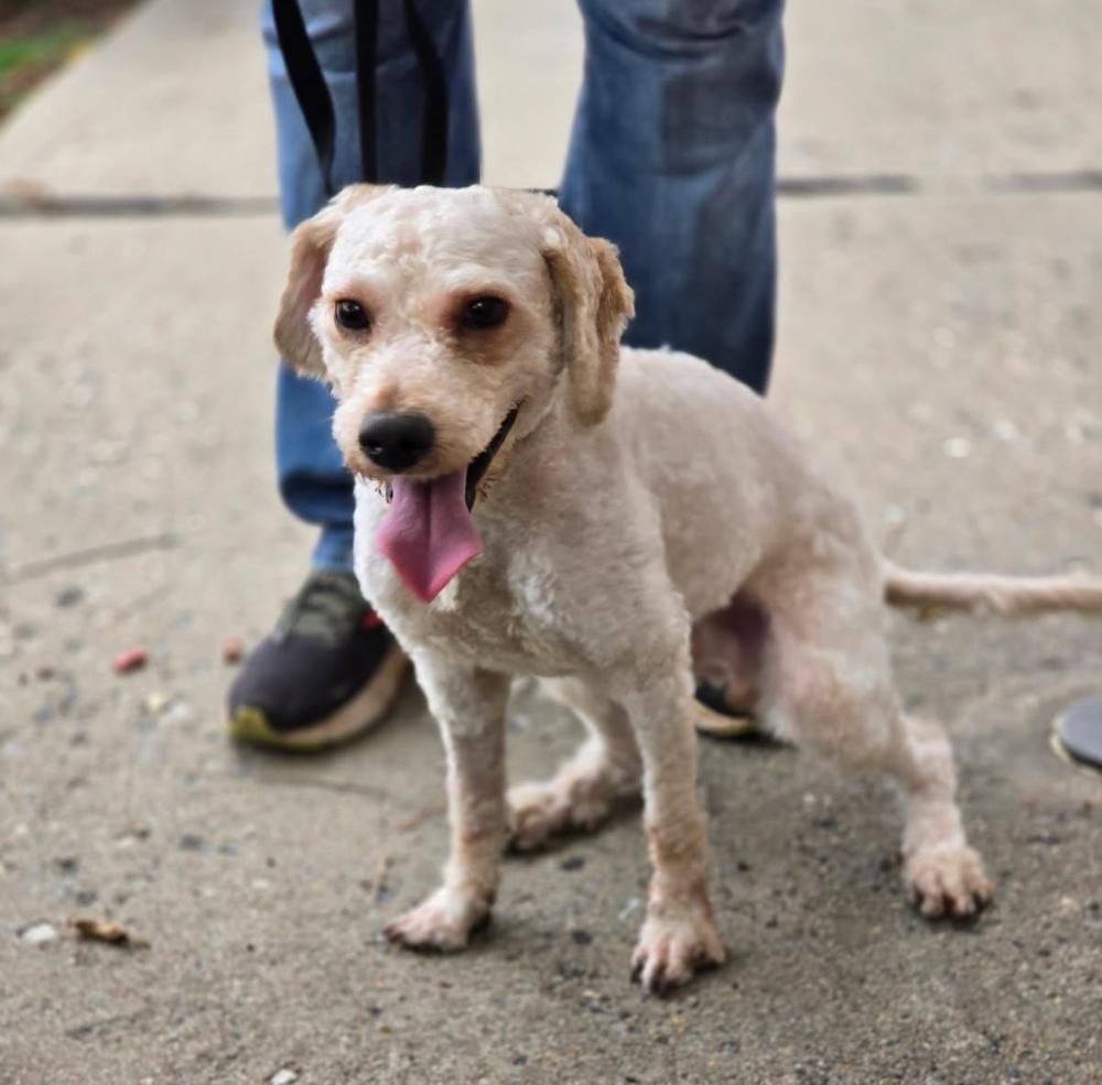 SAM (cc#7160), Adopted, Adult Male Goldendoodle.