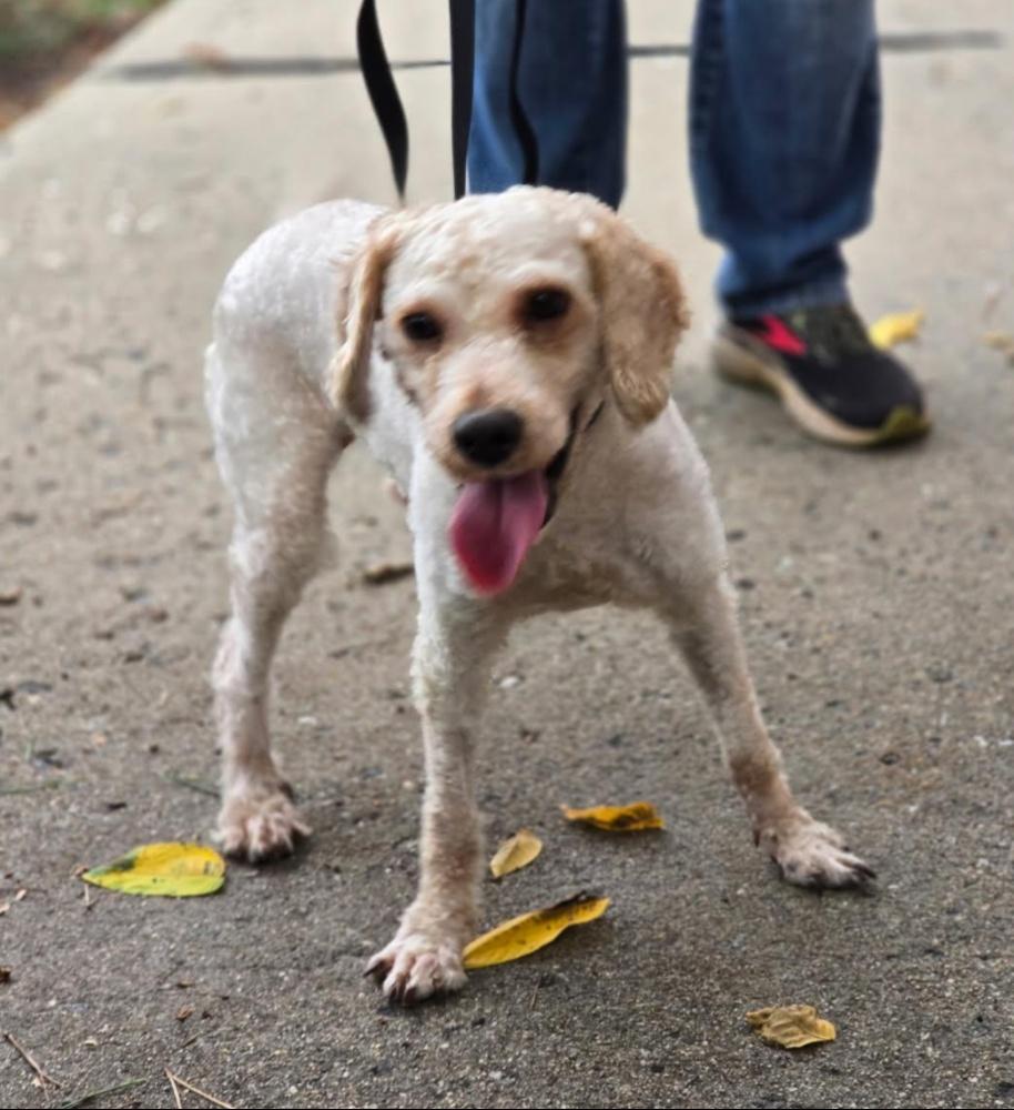 Enlarge SAM (cc#7160), a Adopted Goldendoodle in West Orange, NJ image 2/5