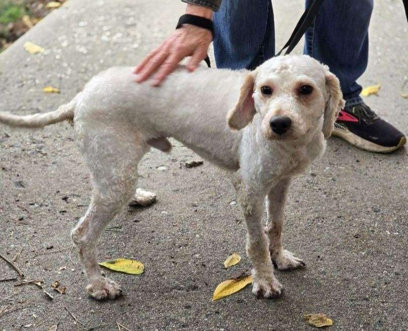 Enlarge SAM (cc#7160), a Adopted Goldendoodle in West Orange, NJ image 3/5