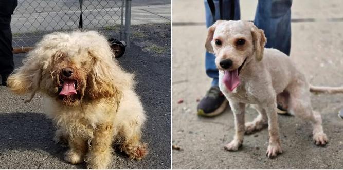 Enlarge SAM (cc#7160), a Adopted Goldendoodle in West Orange, NJ image 4/5