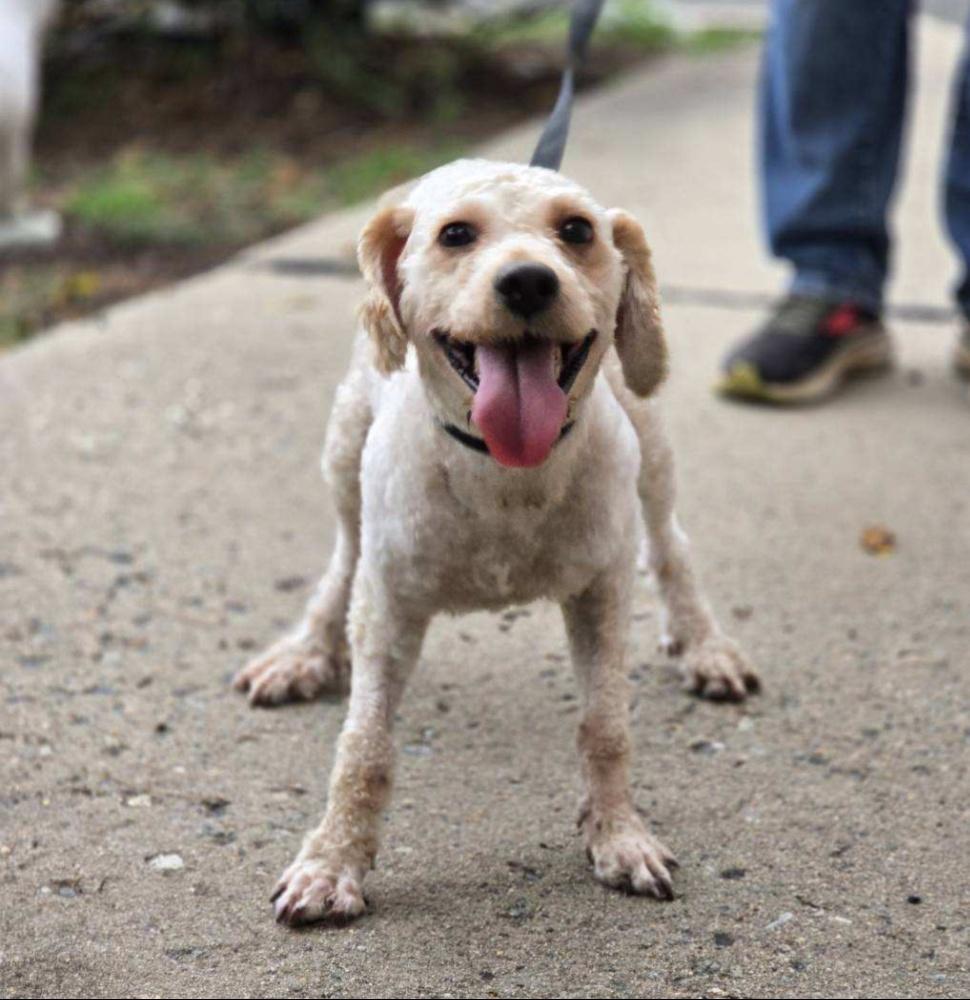 Enlarge SAM (cc#7160), a Adopted Goldendoodle in West Orange, NJ image 5/5