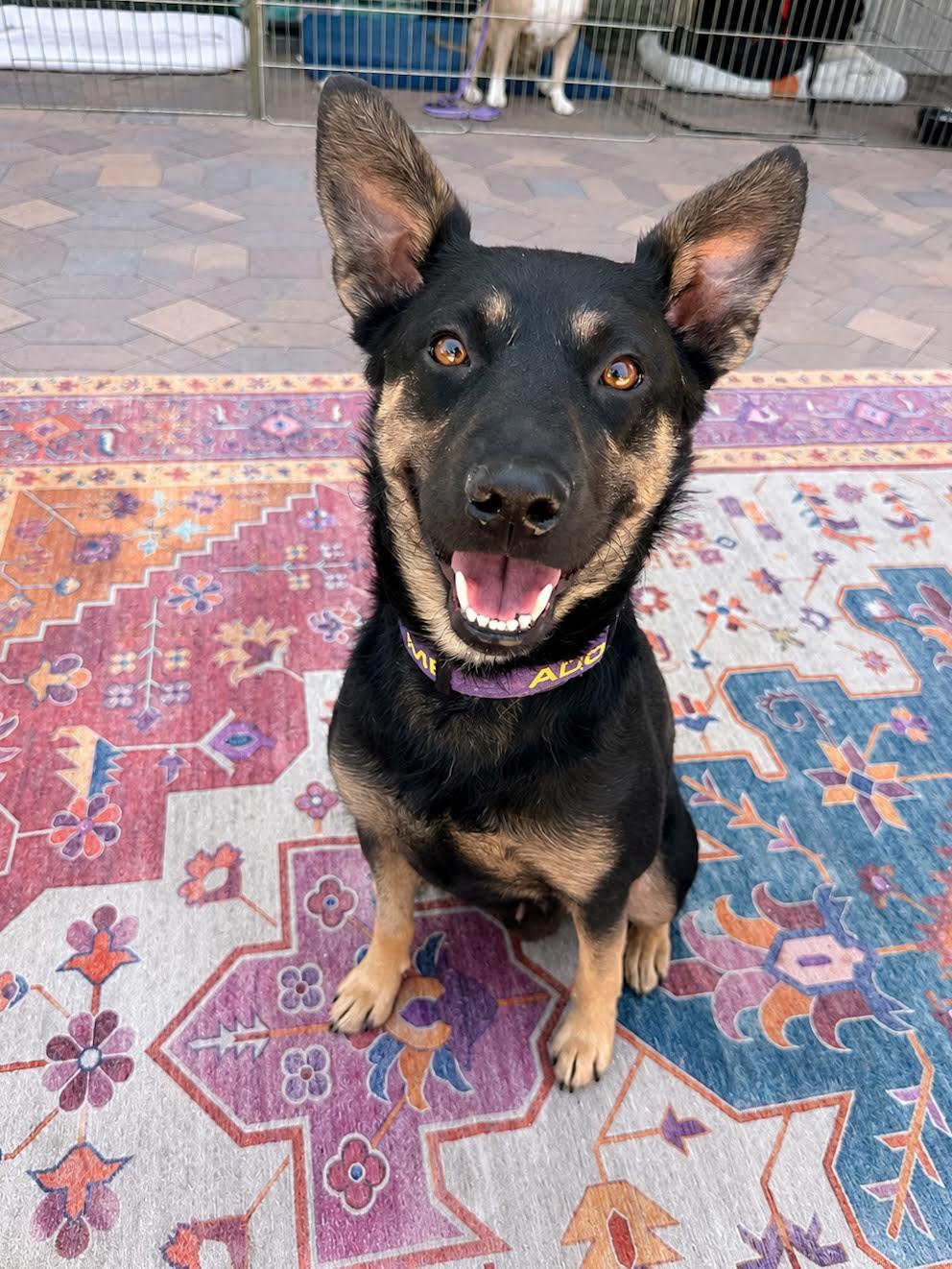 Enlarge Brooke, an adopted mixed breed in Las Vegas, NV image 1/2