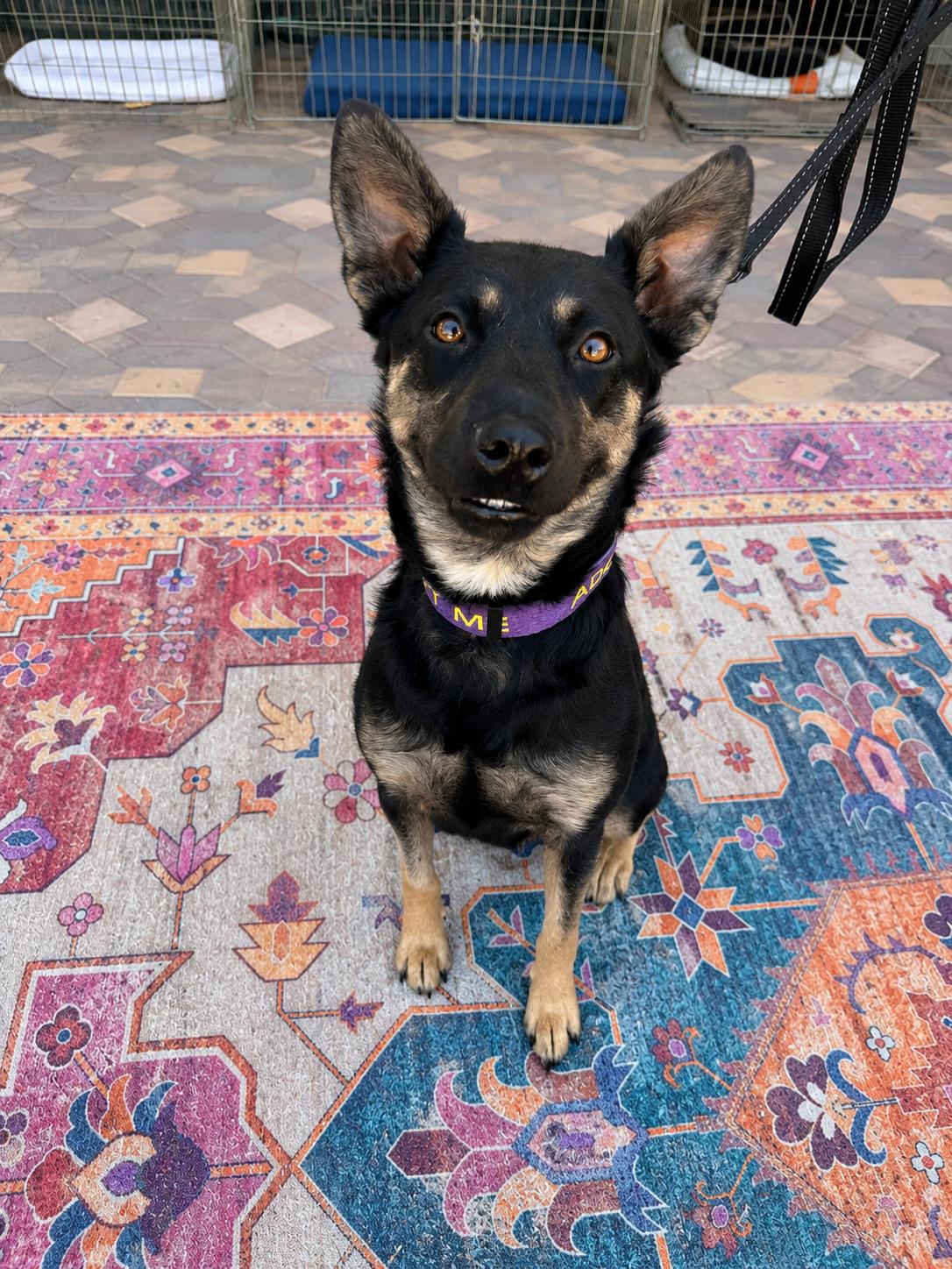 Enlarge Brooke, an adopted mixed breed in Las Vegas, NV image 2/2