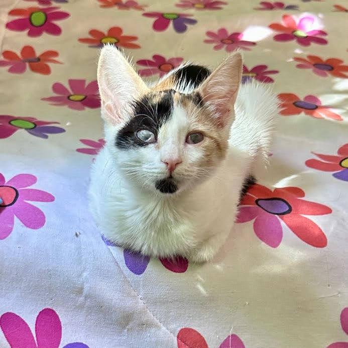 Ginny Glitterpaws, Adoptable, Kitten Female Domestic Short Hair.