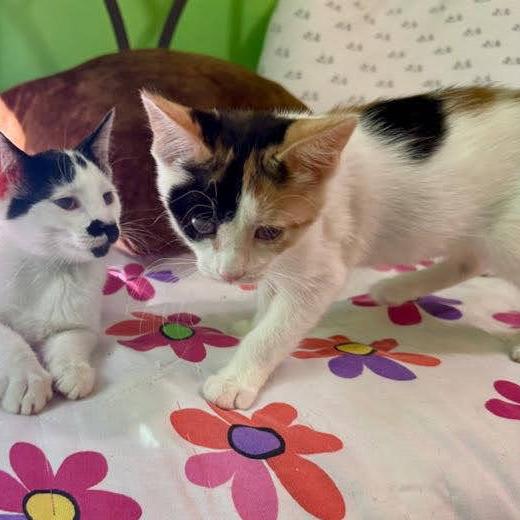 Enlarge Ginny Glitterpaws, a Adoptable Domestic Short Hair in Palmdale, CA image 2/4